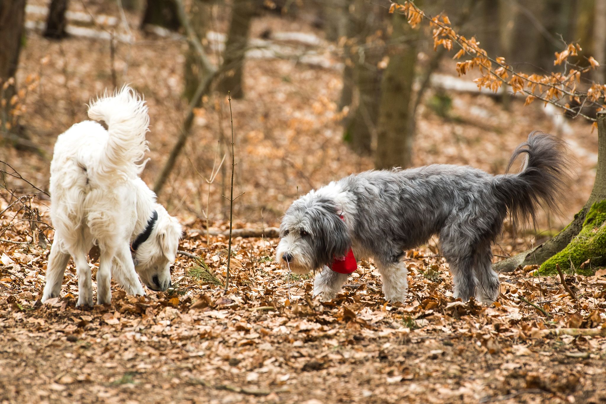 Frente a un conflicto los perros mueven la cola como expresión de desorientación sobre cómo actuar (Foto: Benjamin Nolte/dpa)