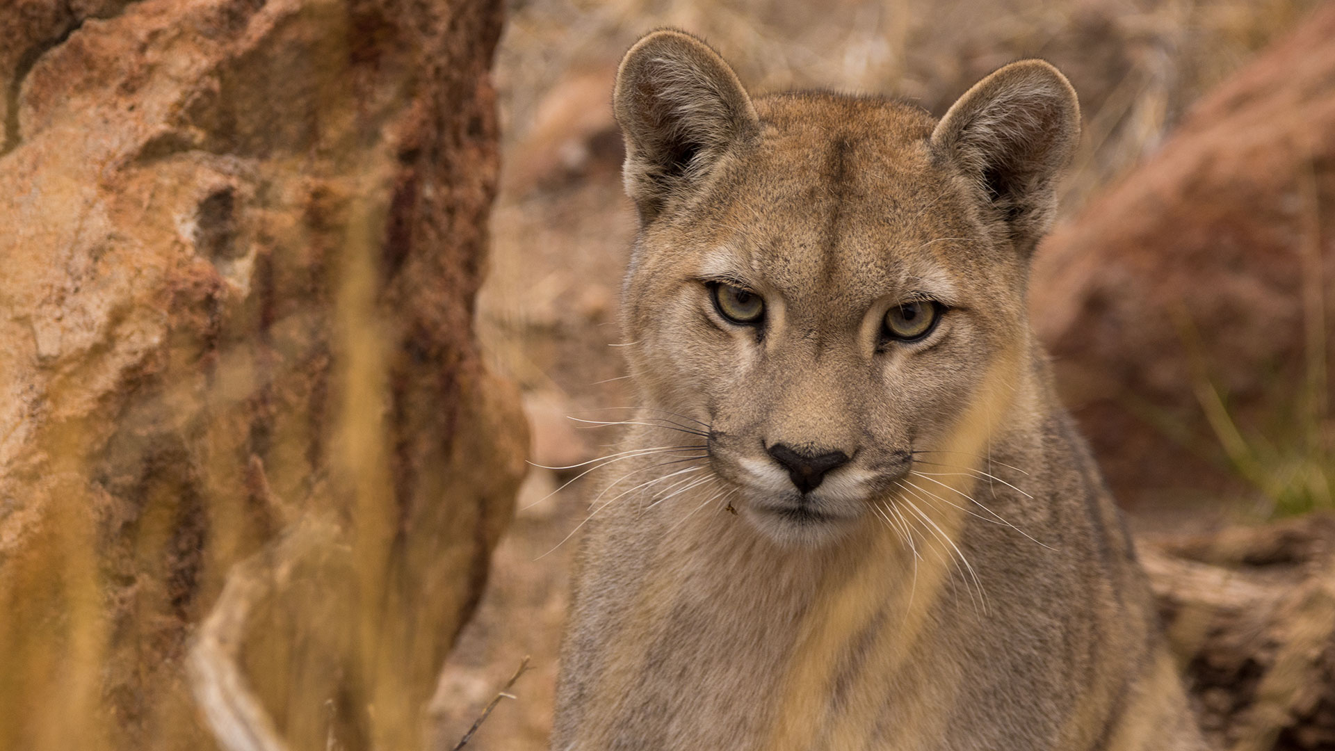 En el Día Internacional del Puma, la importancia de la conservación de un  animal emblemático - Infobae