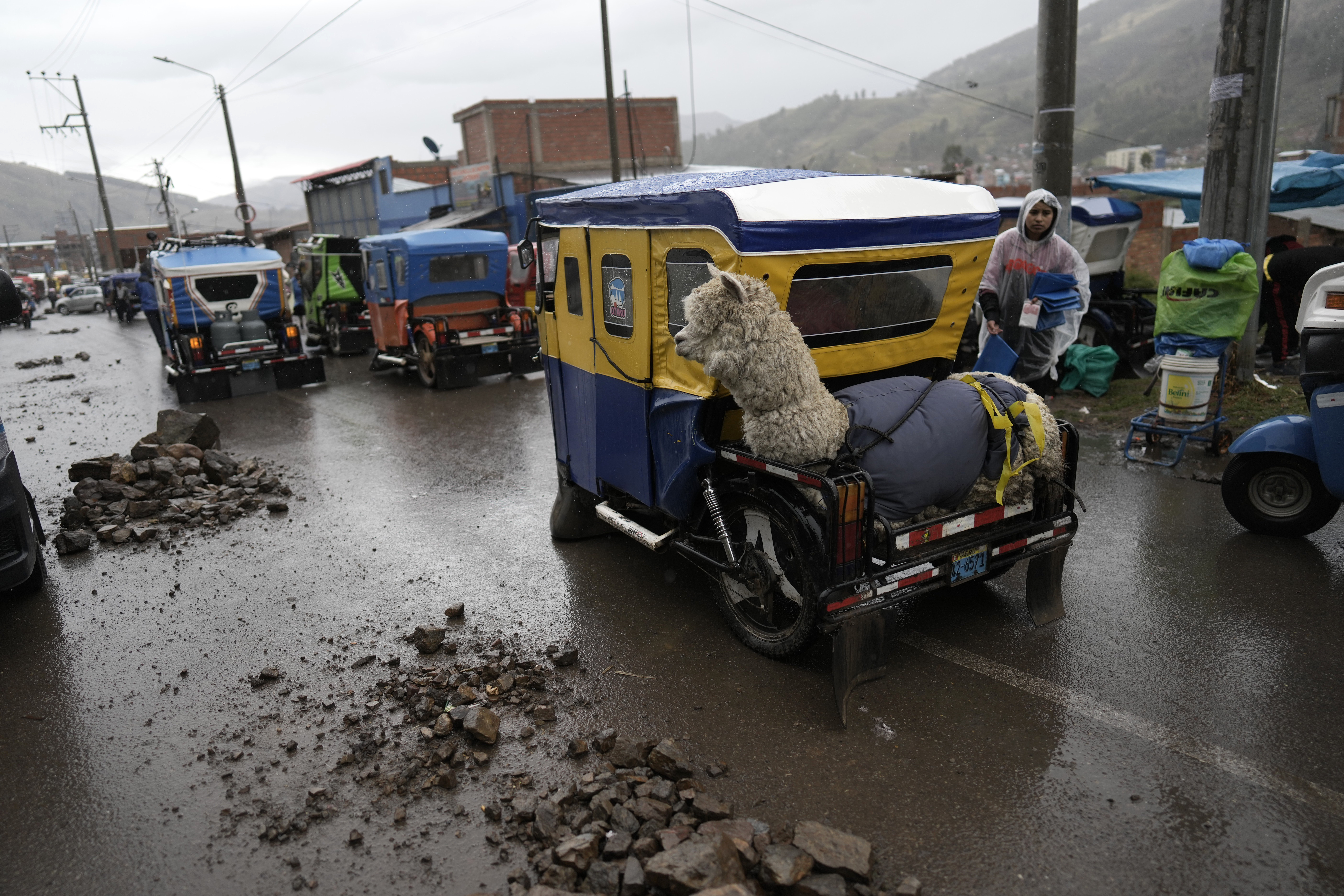 A llama is carried on the back of a mototaxi by a road blockade installed by supporters of former President Pedro Castillo, in Sicuani, Peru, on January 28, 2023. President Dina Boluarte has become the main target of the protesters, whose clashes with the police have resulted in more than 50 deaths.  (AP Photo/Rodrigo Abd)