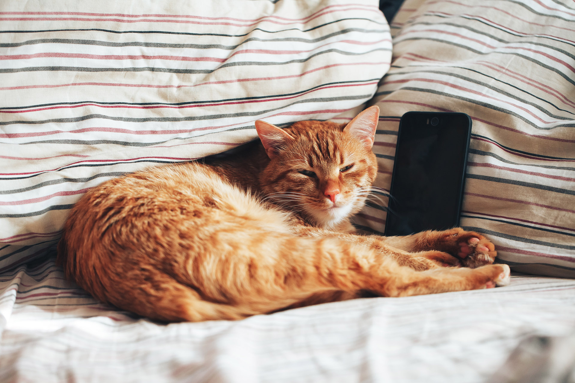 ¿Cuáles son los inconvenientes de dormir con nuestros animales? (Getty Images)