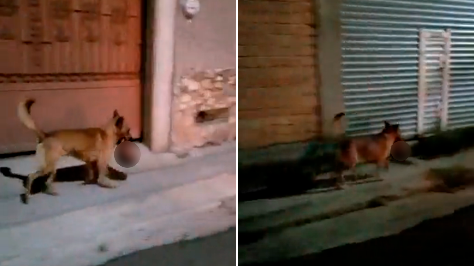 El canino fue captado deambulando por las calles con una cabeza humana colgando de su hocico 
(Foto: Especial)