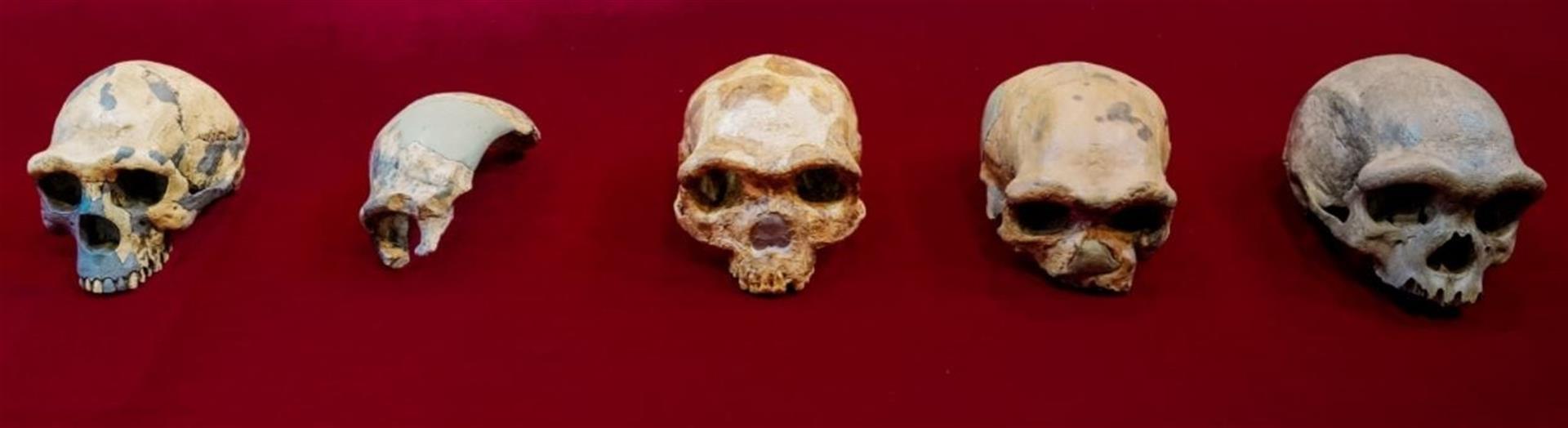 El cráneo de Harbin, uno de los fósiles humanos mejor conservados del mundo que acaba de ser estudiado