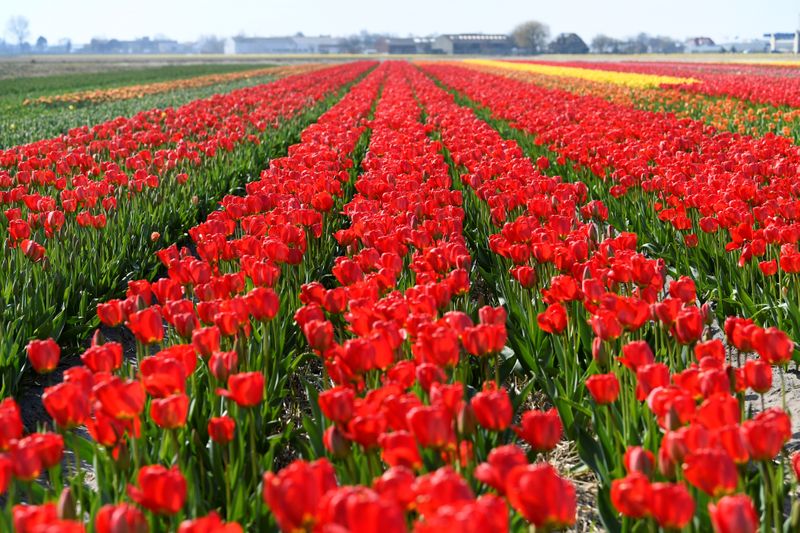 Un campo de flores puede ser un lugar bastante ruidoso, dijo una de las investigadoras (REUTERS/Piroschka van de Wouw)