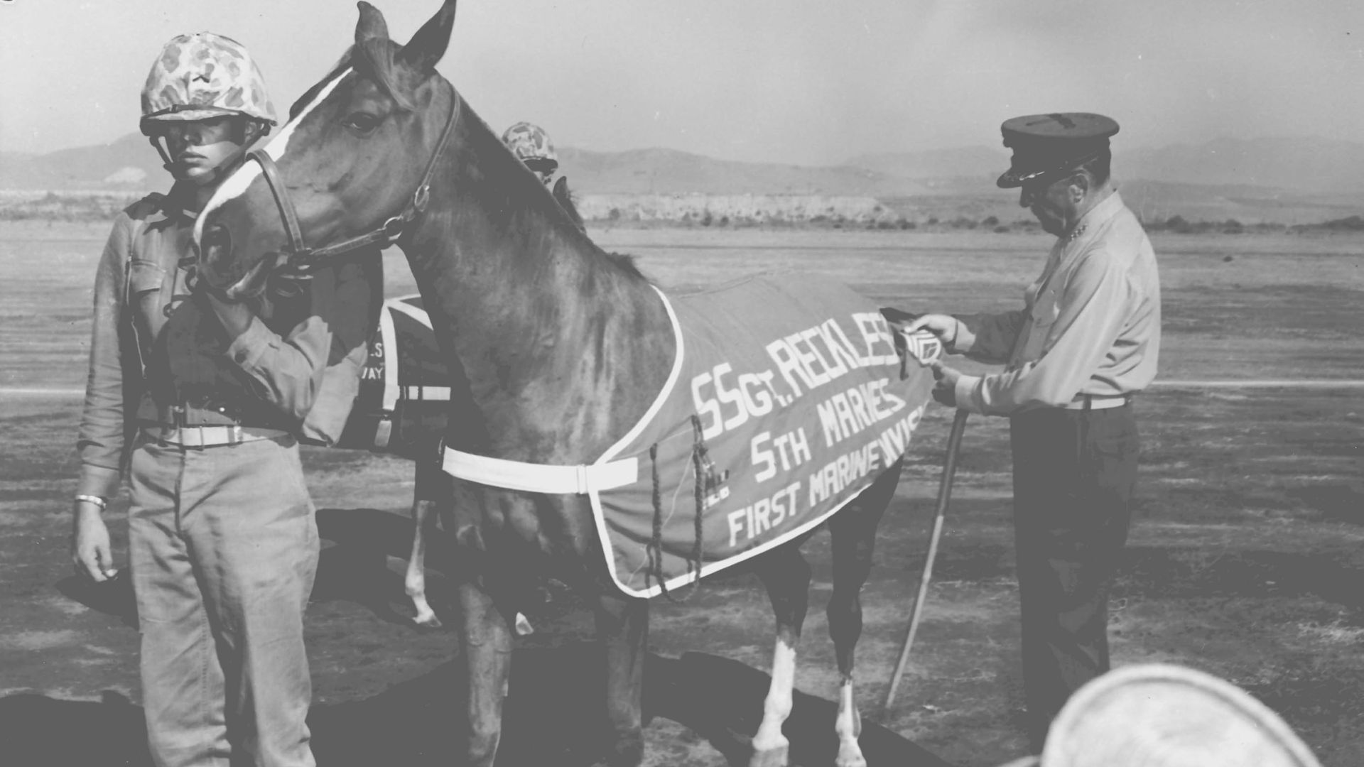 Reckless, la yegua más condecorada que sirvió a la Marina estadounidense en la Guerra de Corea
