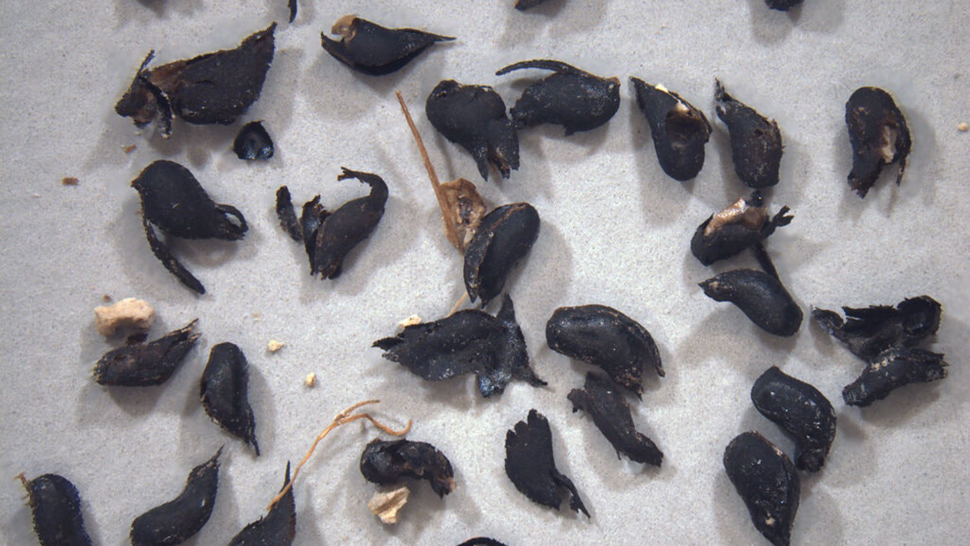 Las semillas utilizadas por los investigadores para fechar las huellas 

