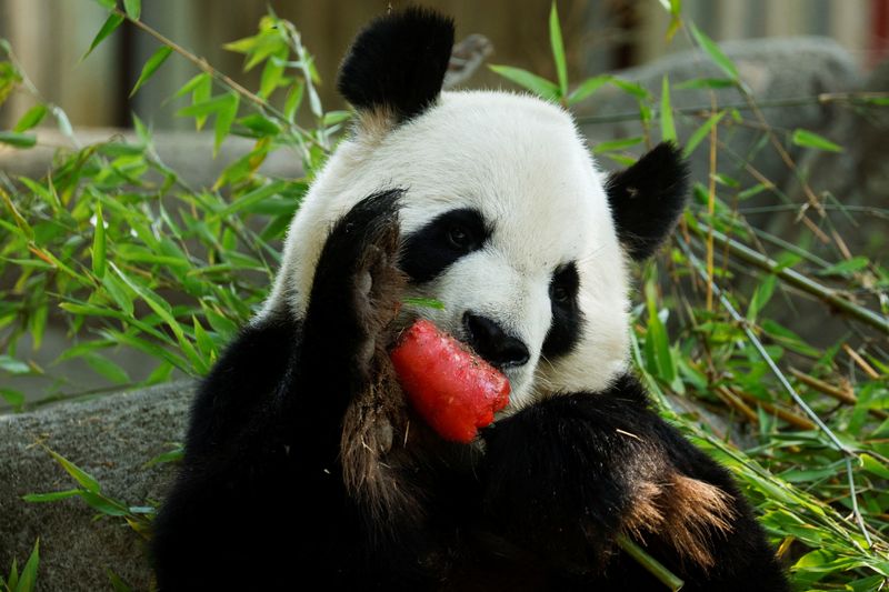 Un oso panda come un helado de sandía en un palo de bambú (REUTERS/Susana Vera)