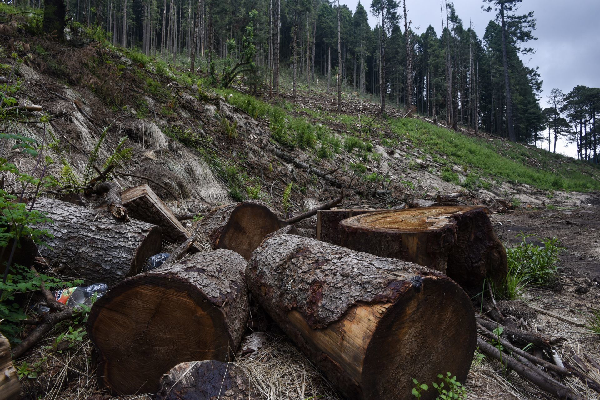 In Mexico there are 122 critical forest areas due to illegal logging, according to Profepa (Photo: Cuartoscuro)
