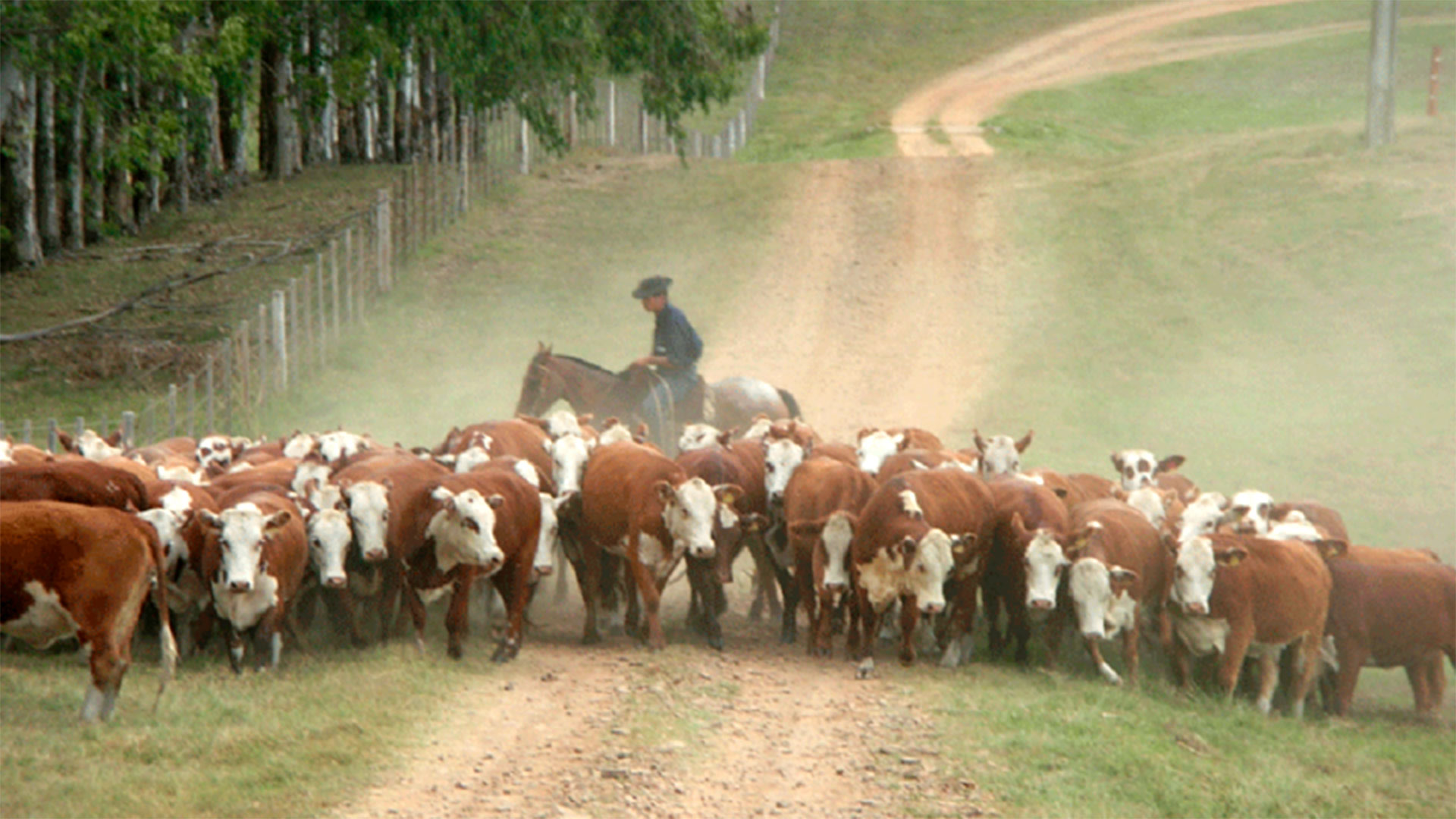 Argentina es un país libre del mal de las vacas locas (Ministerio de Ganadería, Agricultura y Pesca)