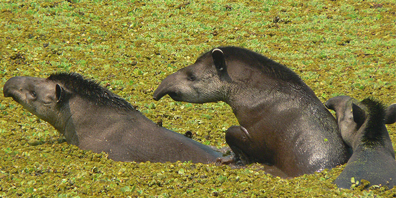 El proyecto está por soltar dos hembras en su territorio natural y planea llegar a liberar cincuenta tapires en una década. Se espera que en los próximos años nazcan los primeros tapires en libertad. (Imagen: gentileza Proyecto Tapir)
