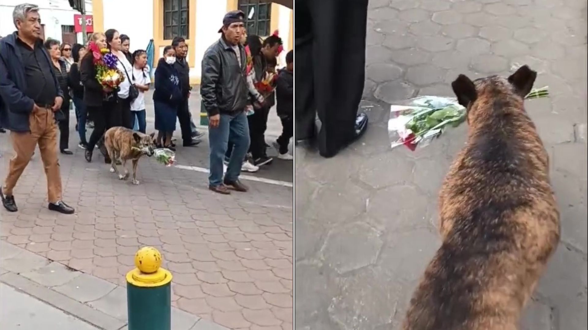El conmovedor video del animal generó emoción en los usuarios de TikTok. (@mayrakabas)