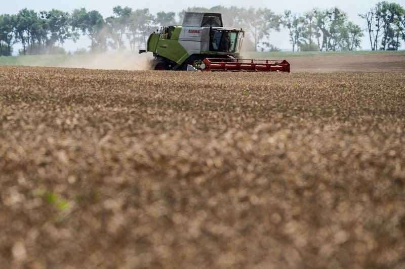 El precio del trigo retrocedió casi un 3% en noviembre, pese a la continuidad del conflicto bélico. REUTERS/Viacheslav Ratynskyi