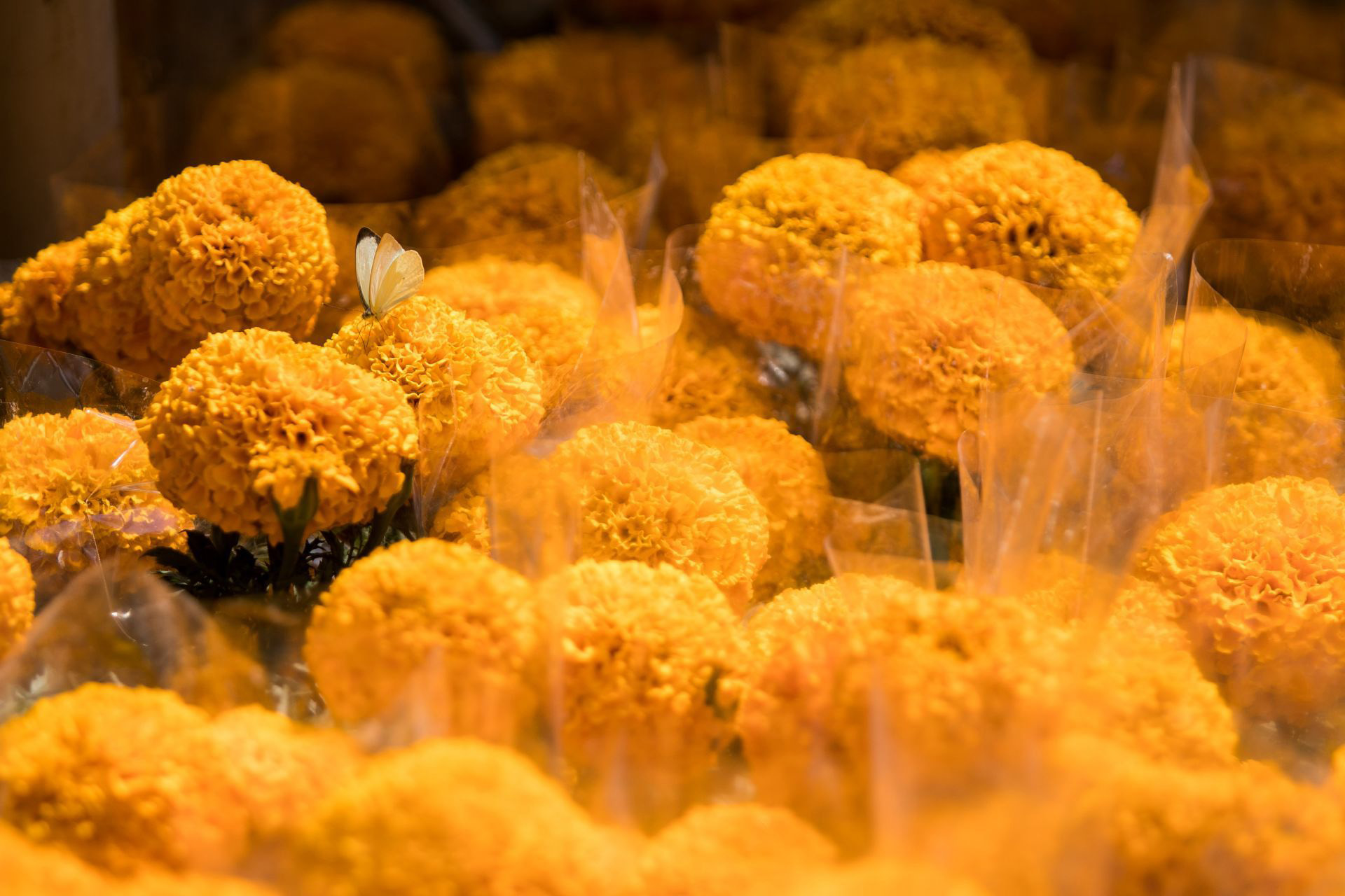 Qué hacer con la flor de cempasúchil después de retirarla de la ofrenda del  Día de Muertos - Infobae