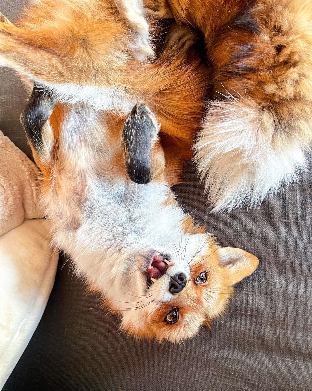 Juniper lives with other animals such as dogs, snakes and raccoons at home in the United States (Instagram @juniperfoxx)