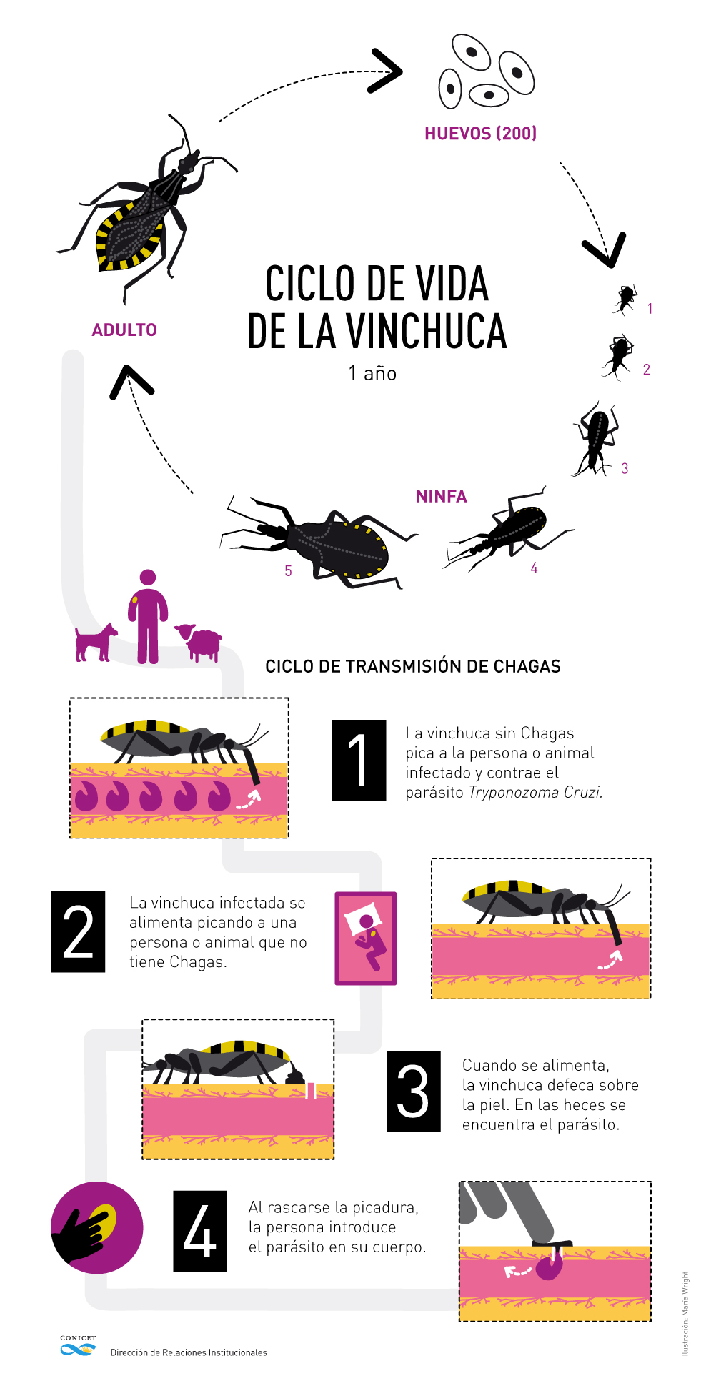 La forma principal de contagio del Chagas es a través del insecto conocido como vinchuca que inocula el parásito Trypanosoma cruzi, pero también se transmite por transfusiones, trasplantes de órganos o en el período de gestación