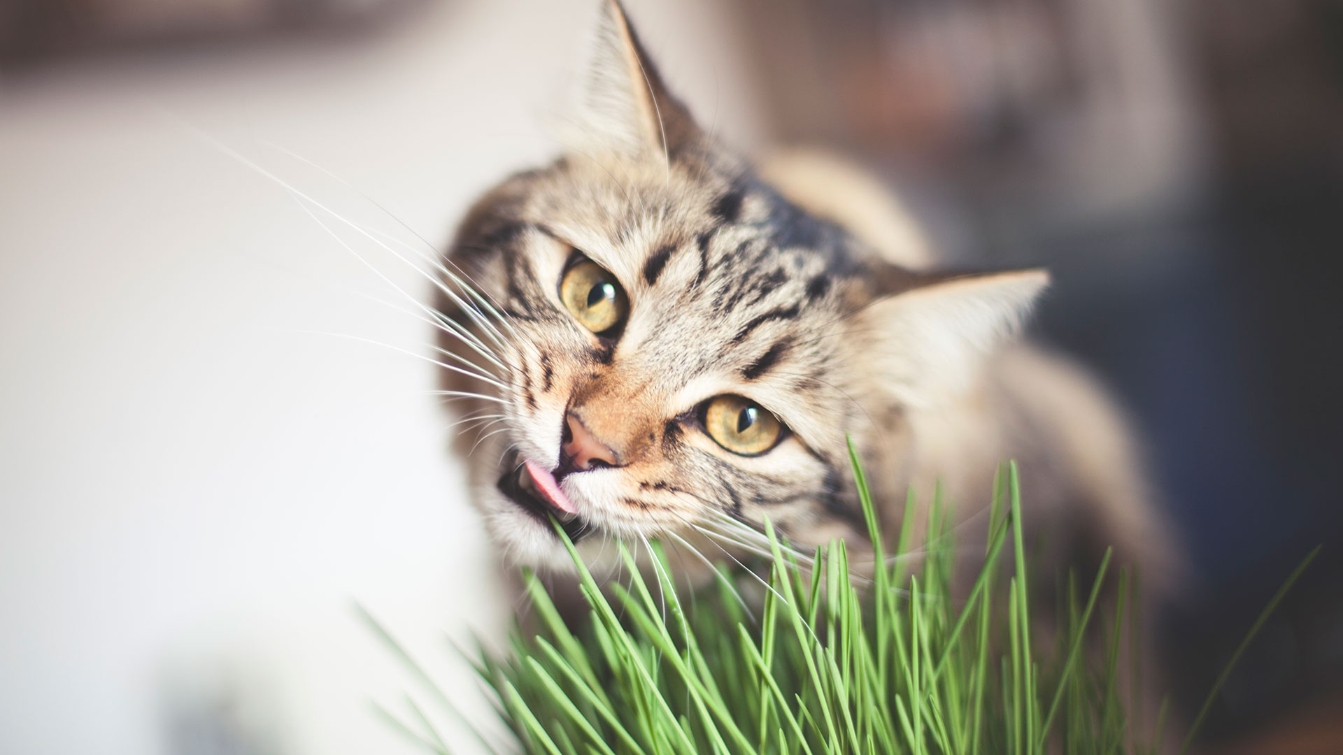 Cómo funciona el sentido del olfato en los gatos