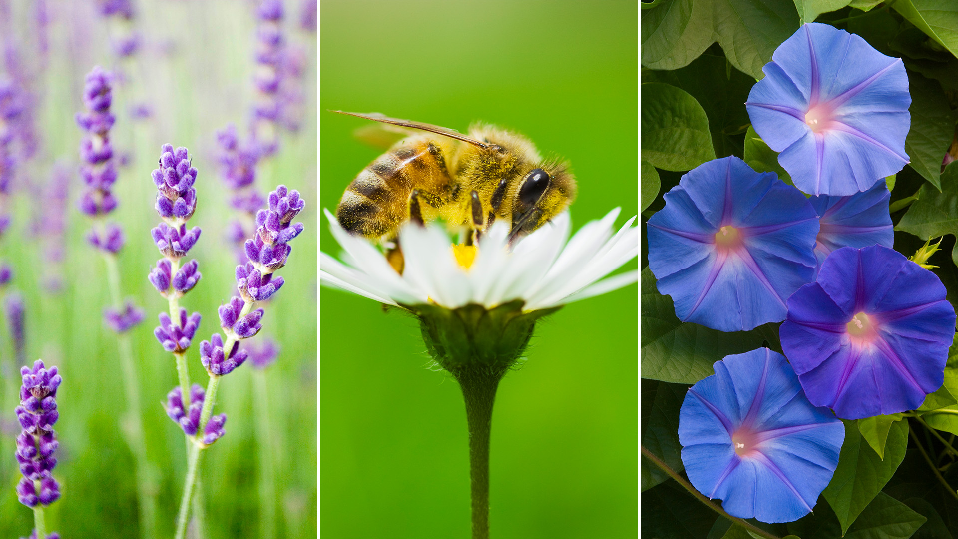 Plantas que puedes tener en tu jardín para ayudar a las abejas en la polinización y mejorar la producción de alimentos