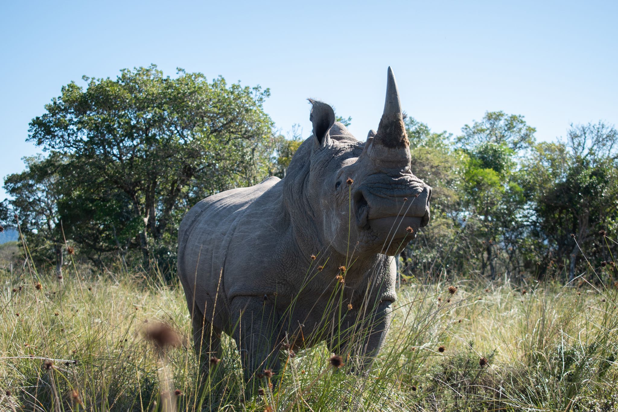 HANDOUT - El rinoceronte "Igor", en la Reserva Buffalo Kloof Game, antes de ser tratado por protectores de animales de Sudáfrica para protegerlo contra la caza furtiva. Foto: Jessica Shuttleworth/University of the Witwatersrand/dpa - ATENCIÓN: Sólo para uso editorial y mencionando el crédito completo