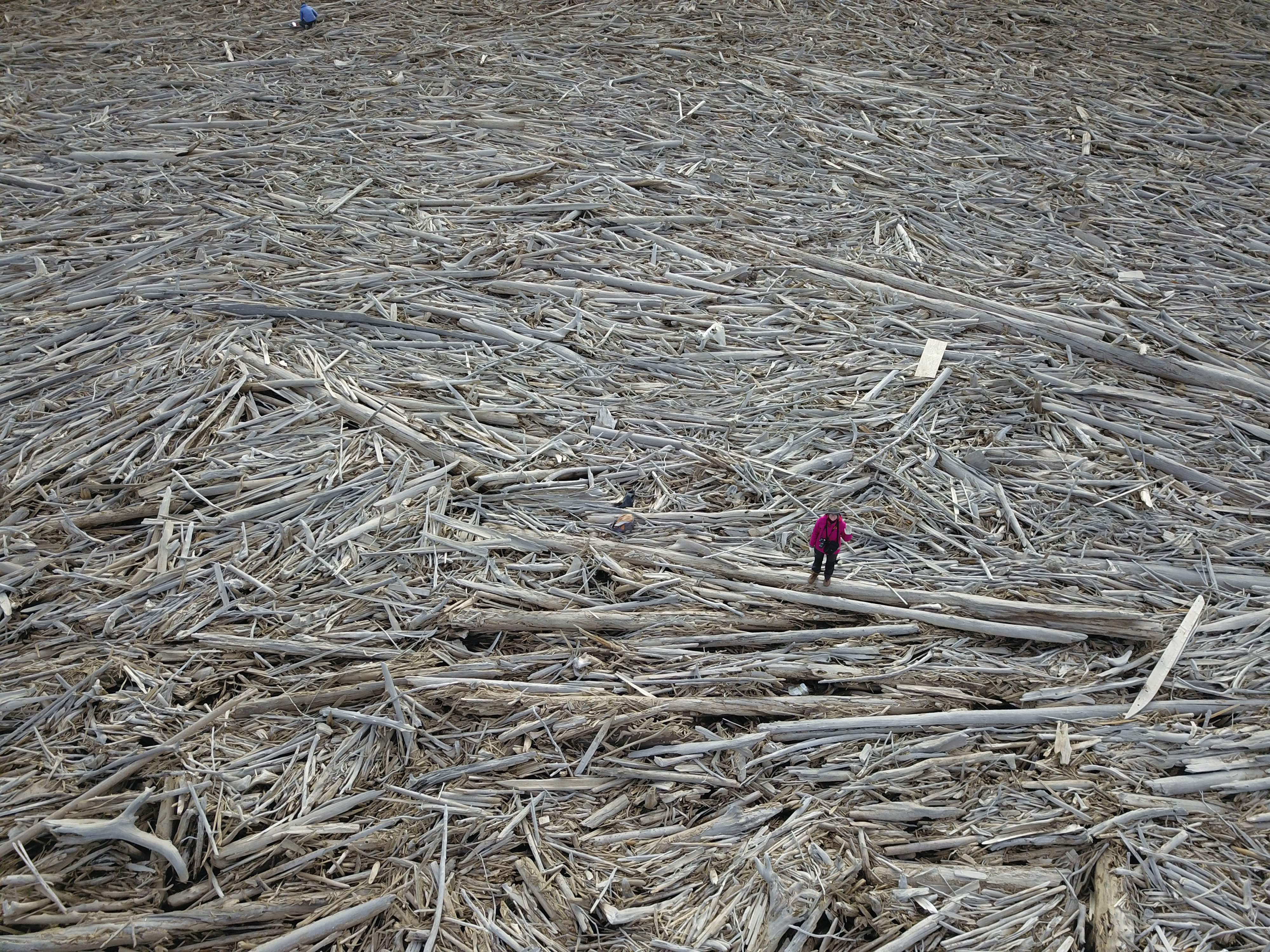 Una gigantesca pila de troncos grande como Manhattan atrapa millones de toneladas de carbono y está en peligro