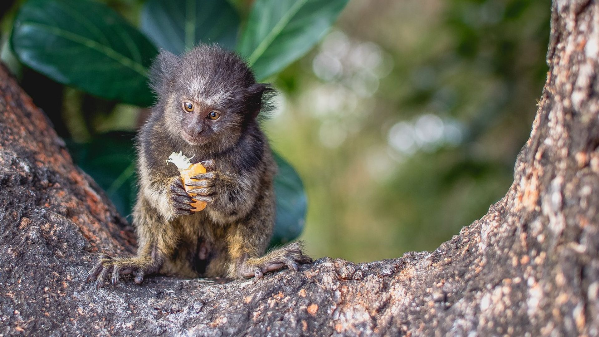 Cinco curiosidades del Mono tití, el primate más pequeño del mundo