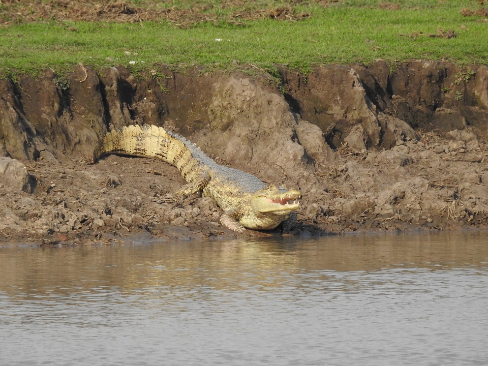 Llegaron cocodrilos del Orinoco a la Hacienda Nápoles