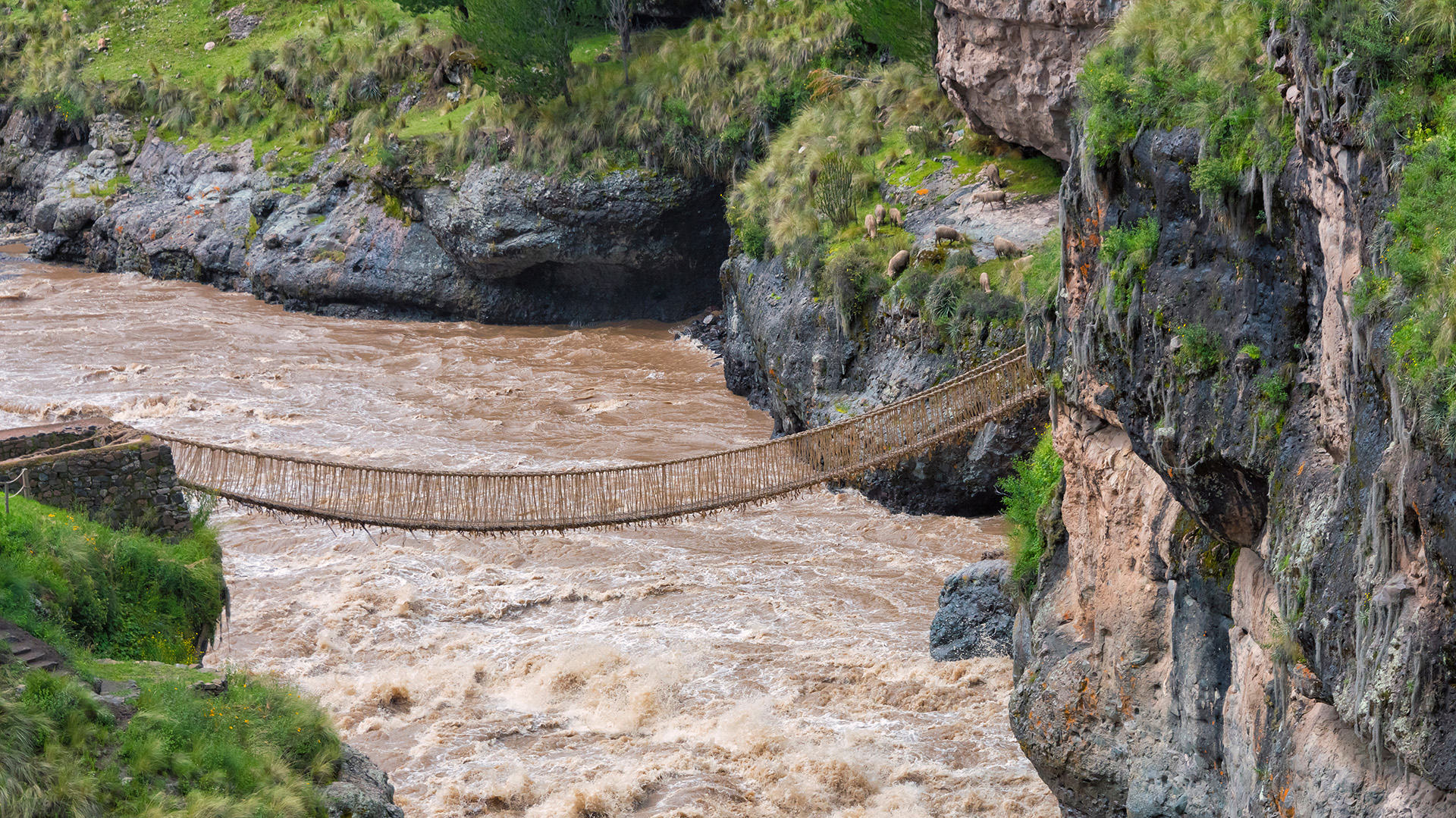 Tras 5 siglos, cayó el último puente inca de Cusco por falta de mantenimiento