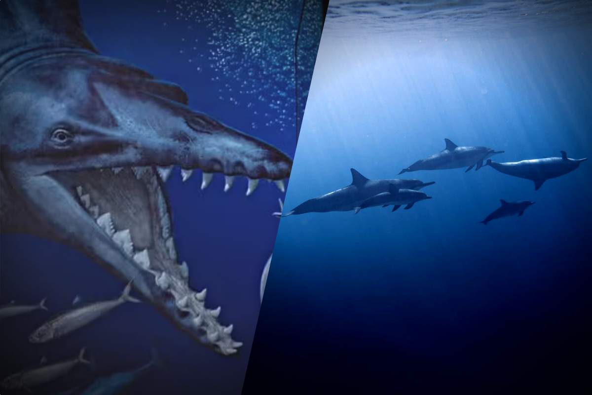 El 'Depredador de Ocucaje', el monstruo marino de Perú que fue uno de los  grandes depredadores hace 36 millones de años - Infobae