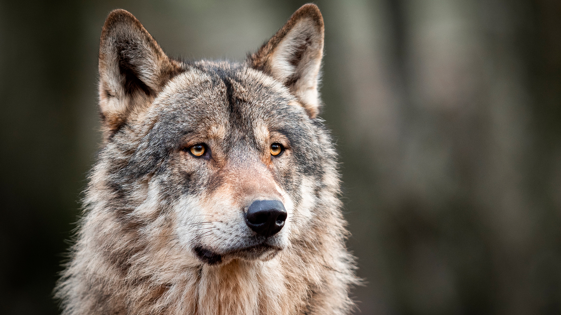 Los cachorros de lobo son mucho más precoces en explorar el mundo que los rodea (Shutterstock)