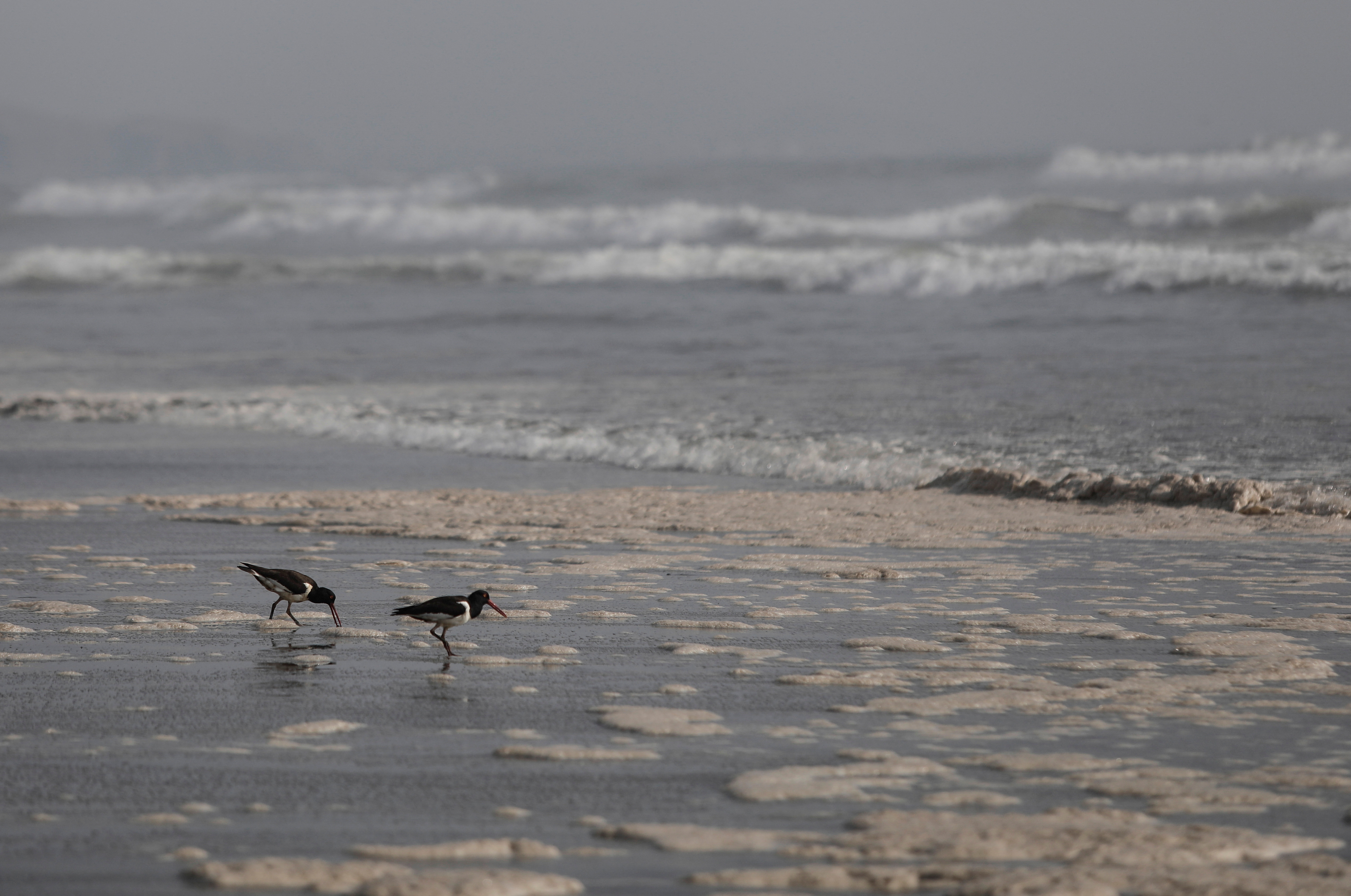 Unas aves caminan en la playa de Ventanilla afectada por el derrame de petróleo ocasionado por Repsol. REUTERS/Angela Ponce