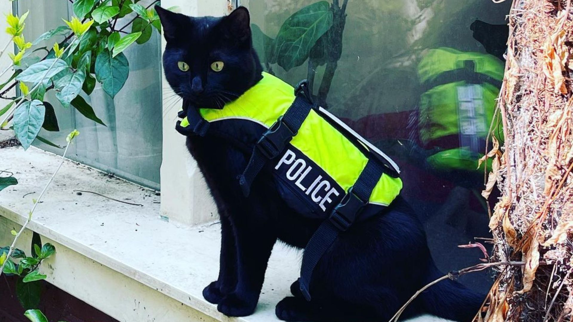 Nimis, el gato policía que es sensación en redes sociales por cuidar las calles de Ámsterdam 