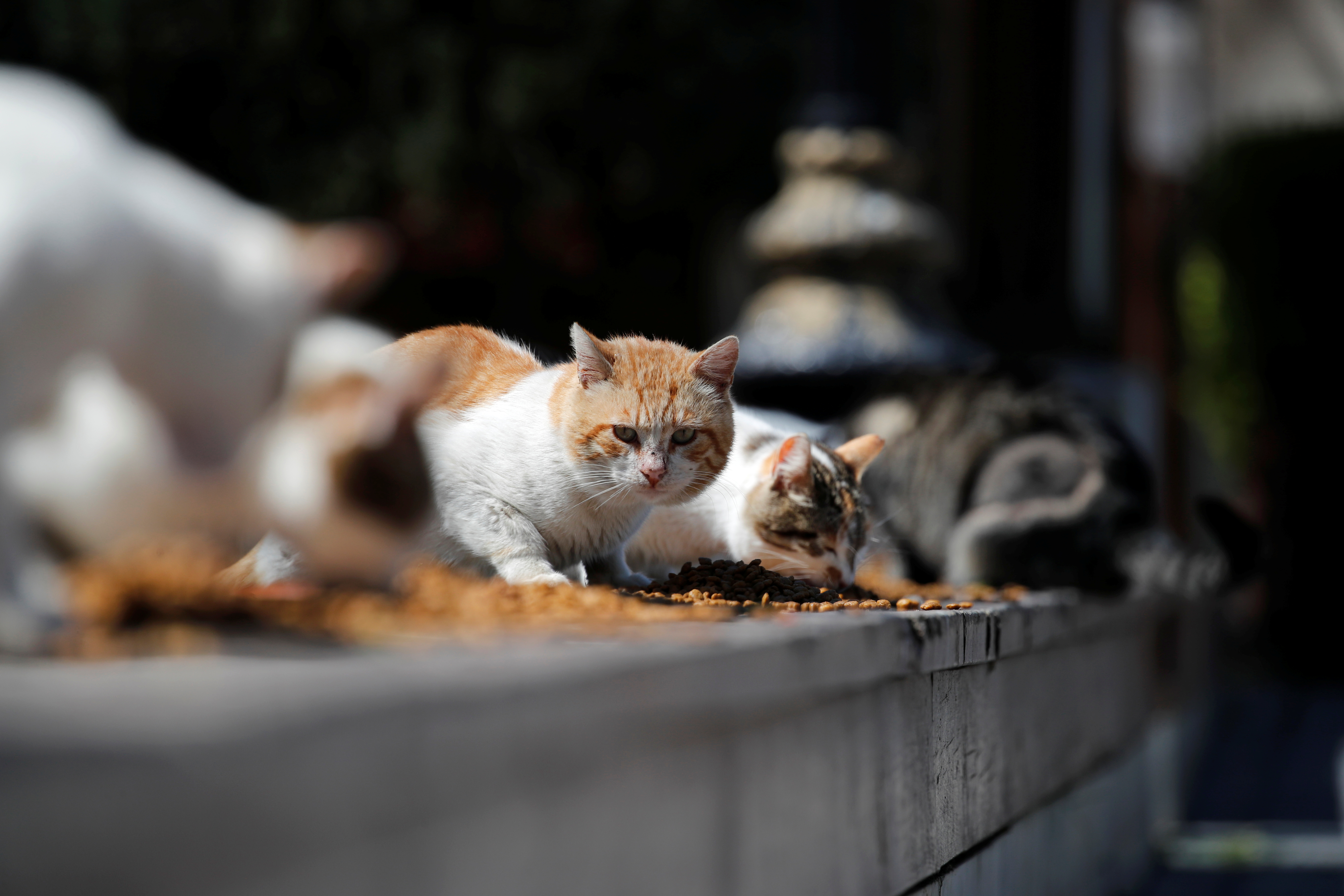 Según los firmantes del escrito, el nuevo anteproyecto de Ley presta especial atención a las colonias de gatos, es decir, grupos de gatos sin dueño que se mantienen gracias al aporte continuado de comida y otros cuidados (REUTERS)