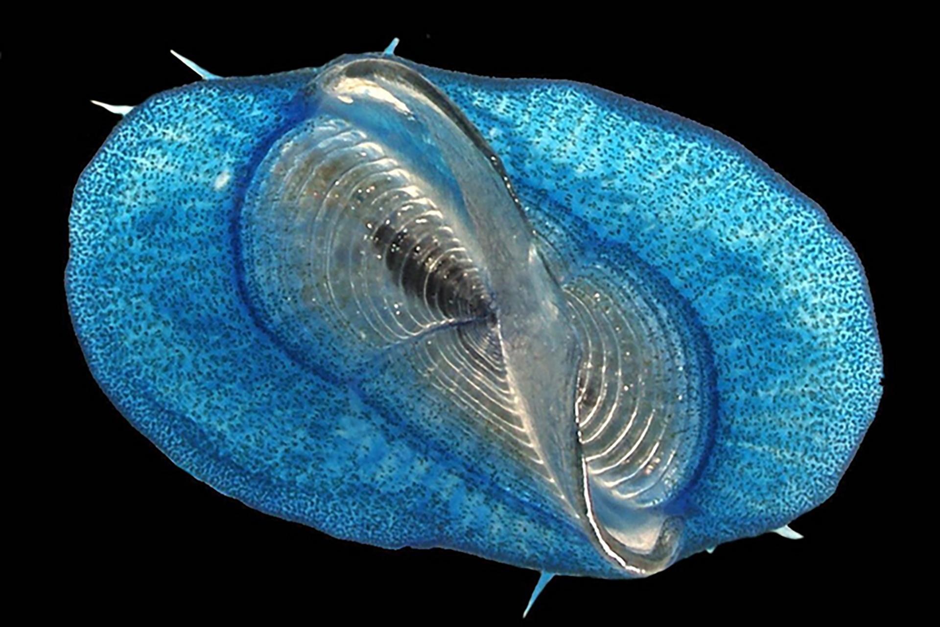 Velella. Estas medusas azules, conocidas como marineros del viento, van a la deriva con el viento utilizando una vela viviente especial (Denis Riek, The Global Ocean Surface Ecosystem Alliance (GO-SEA) Field Guide)