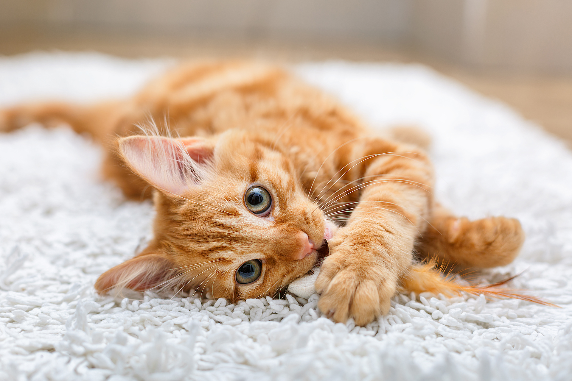Es muy importante reforzar la importancia de que los gatos asistan a controles veterinarios sistemáticos y rutinarios 