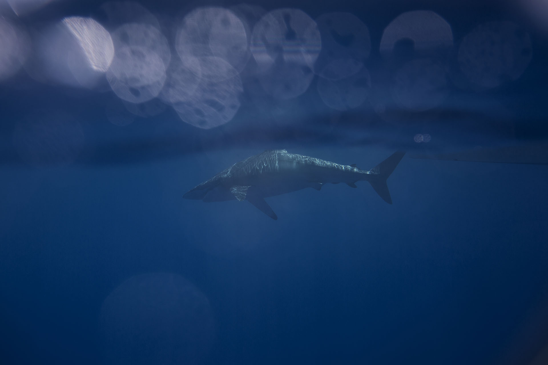 El estudio más reciente que examinaba la locomoción del tiburón charretera se publicó a finales de la década de 1990 (Federico Vespignani/Bloomberg)
