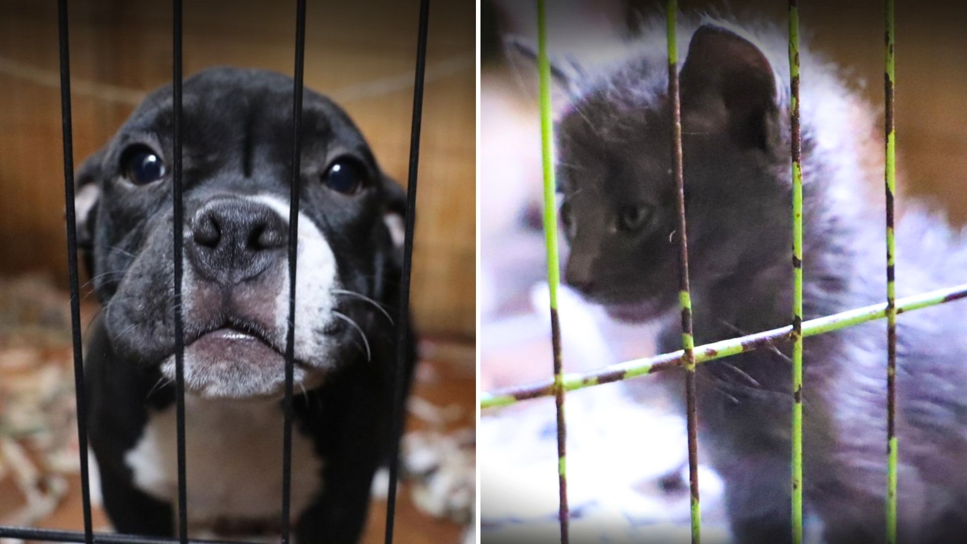 Thisara Perera - Wikipedia, image size:1920x1080