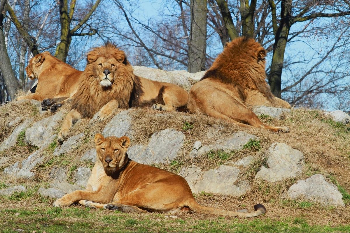 Cuál es el significado de soñar con leones? - Infobae