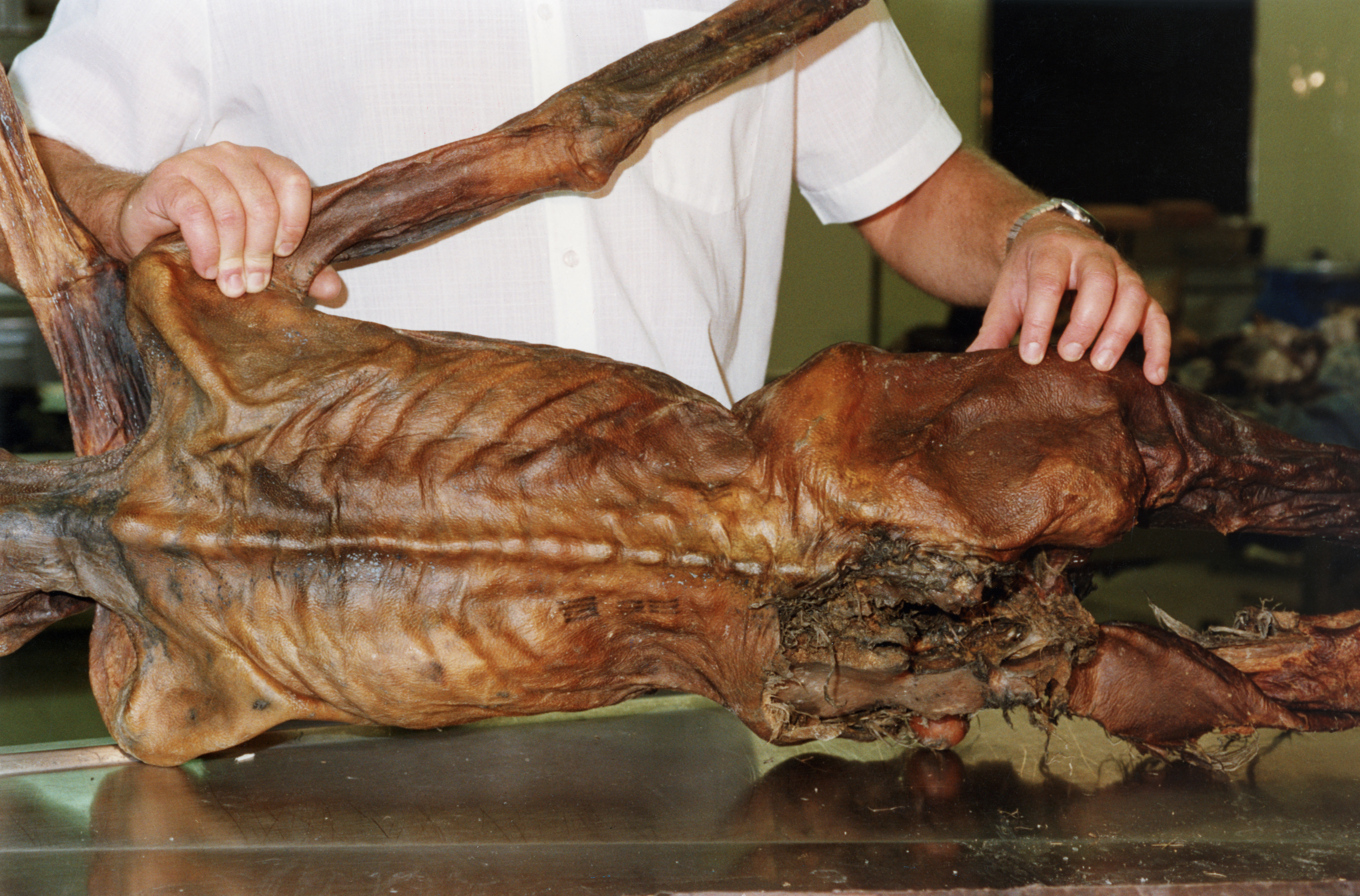 Los antropólogos comprobaron que Ötzil murió a los 45 o 46 años, que no estaba en buen estado de salud y tenía 61 tatuajes (Leopold Nekula/Sygma via Getty Images)
