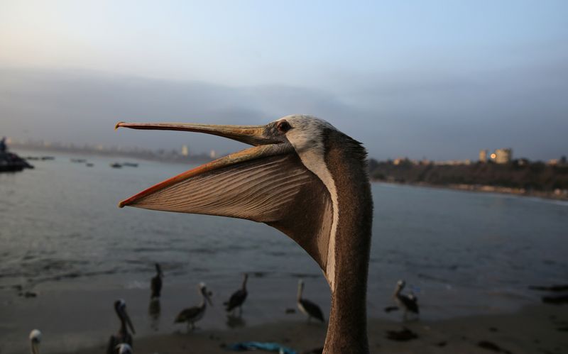 Pelícanos en Perú. REUTERS/Mariana Bazo/Archivo