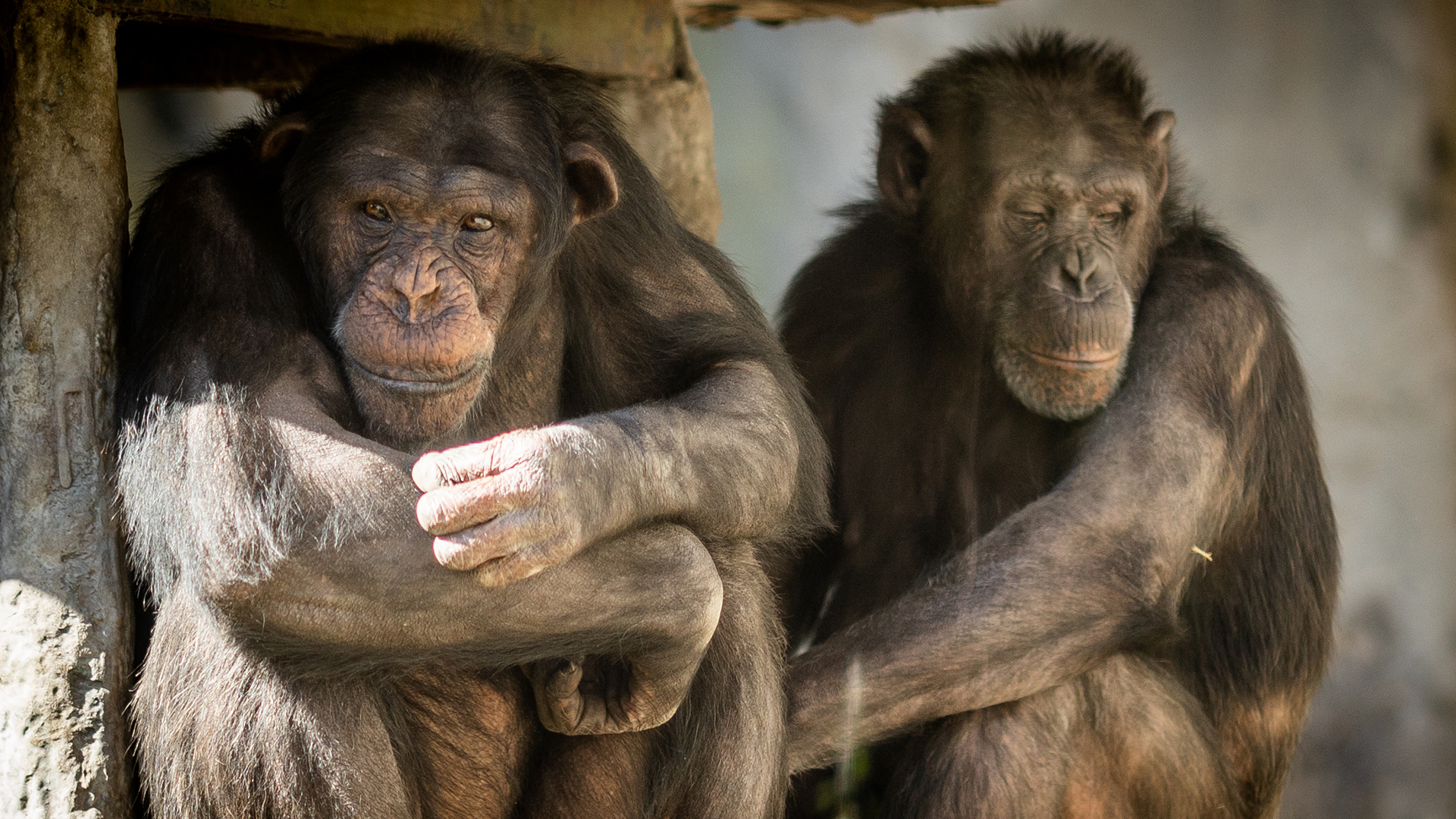 Así preparan a los dos chimpancés del Ecoparque para ser trasladados a un santuario en el Reino Unido 