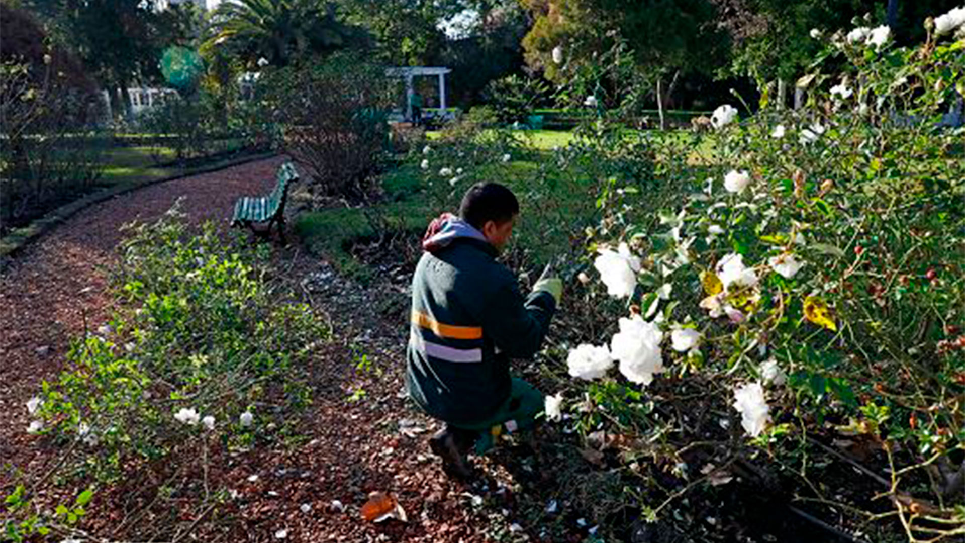 En el Parque Chacabuco se plantarán 150 nuevos rosales. Los esquejes se entregan hoy y mañana viernes 1 de julio