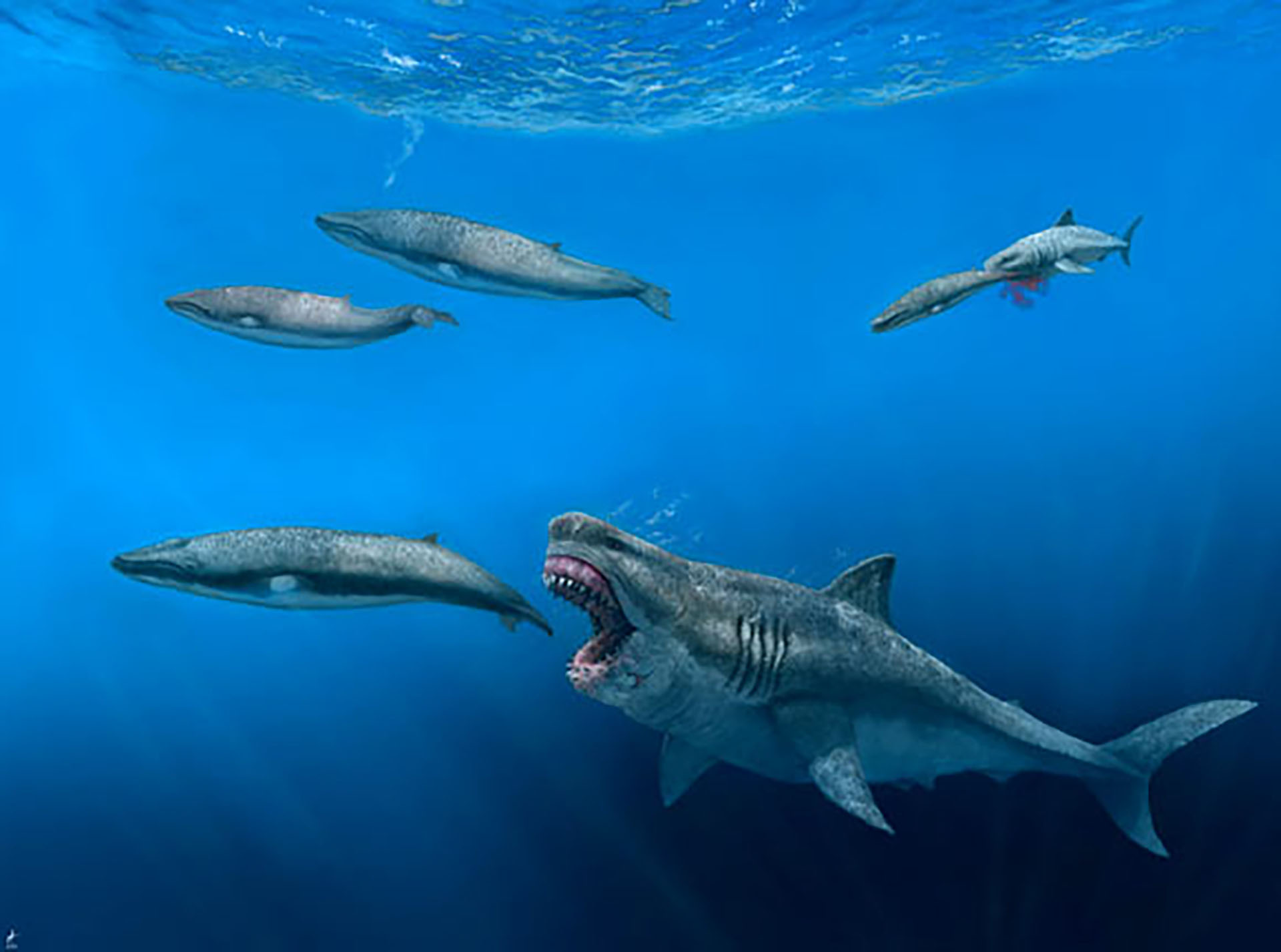 El tibur&oacute;n m&aacute;s grande de la historia med&iacute;a 24 metros: qu&eacute; revel&oacute; el an&aacute;lisis de sus v&eacute;rtebras perdidas por d&eacute;cadas