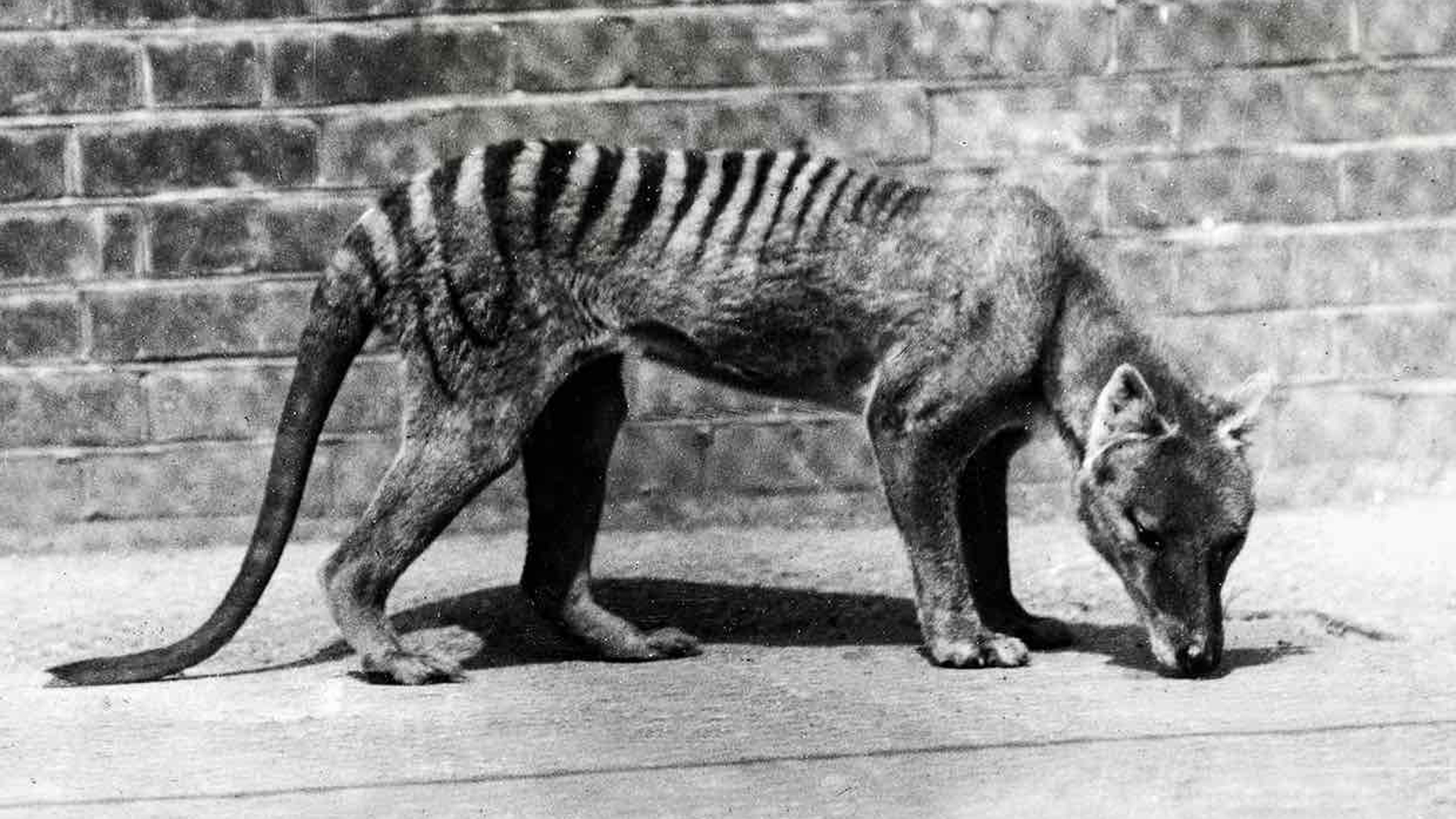 Los tigres de Tasmania se extinguieron hace 81 años cuando murió, en 1936, el último ejemplar en el zoológico de Hobart, aunque fue declarado oficialmente extinto en la década de 1980 (Archivo)