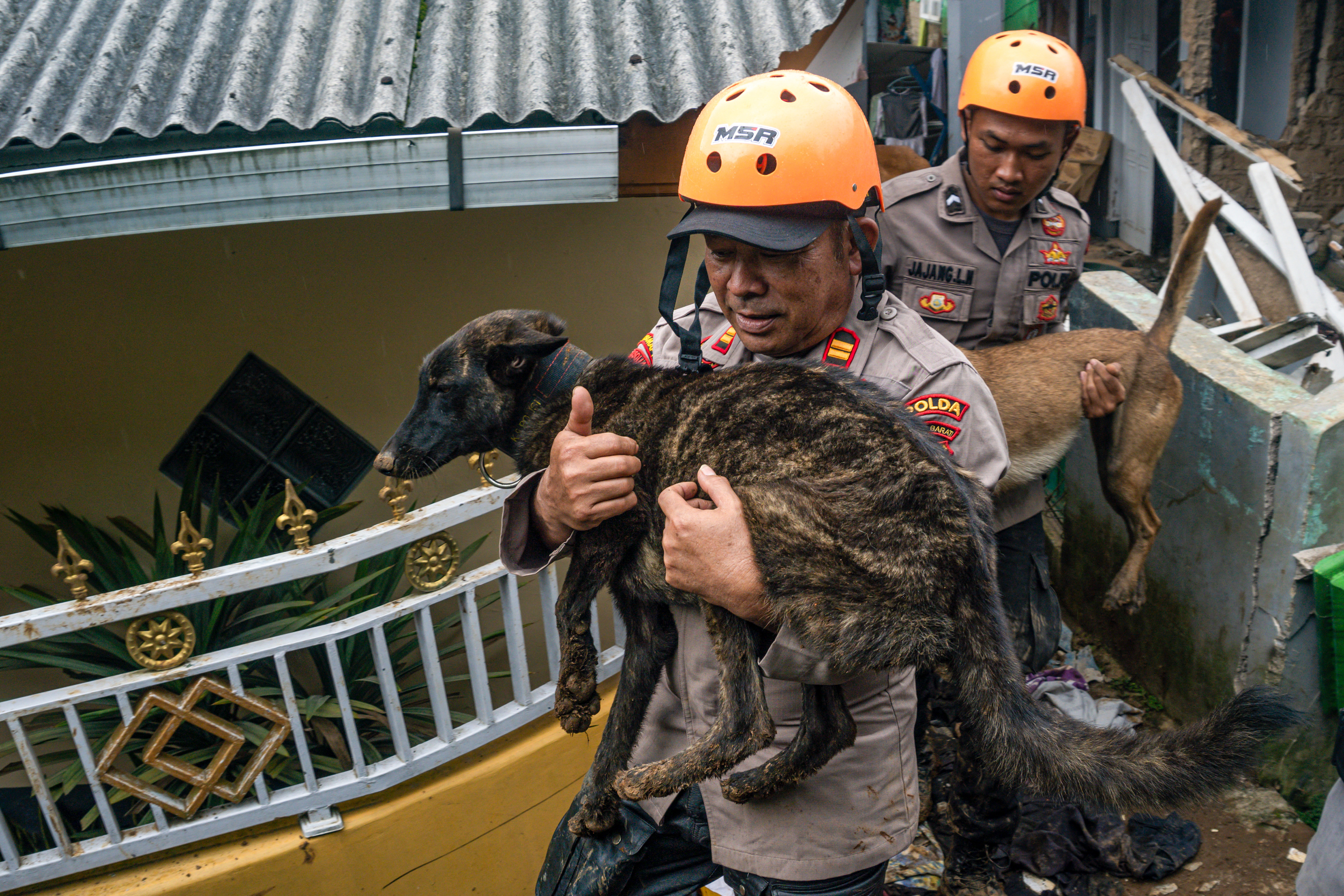 Oficiales de policía que realizan operaciones de búsqueda y rescate llevan un par de perros de trabajo de la policía agotados desde un área afectada en Cianjur, Java Occidental (DICKY BISINGLASI / AFP)