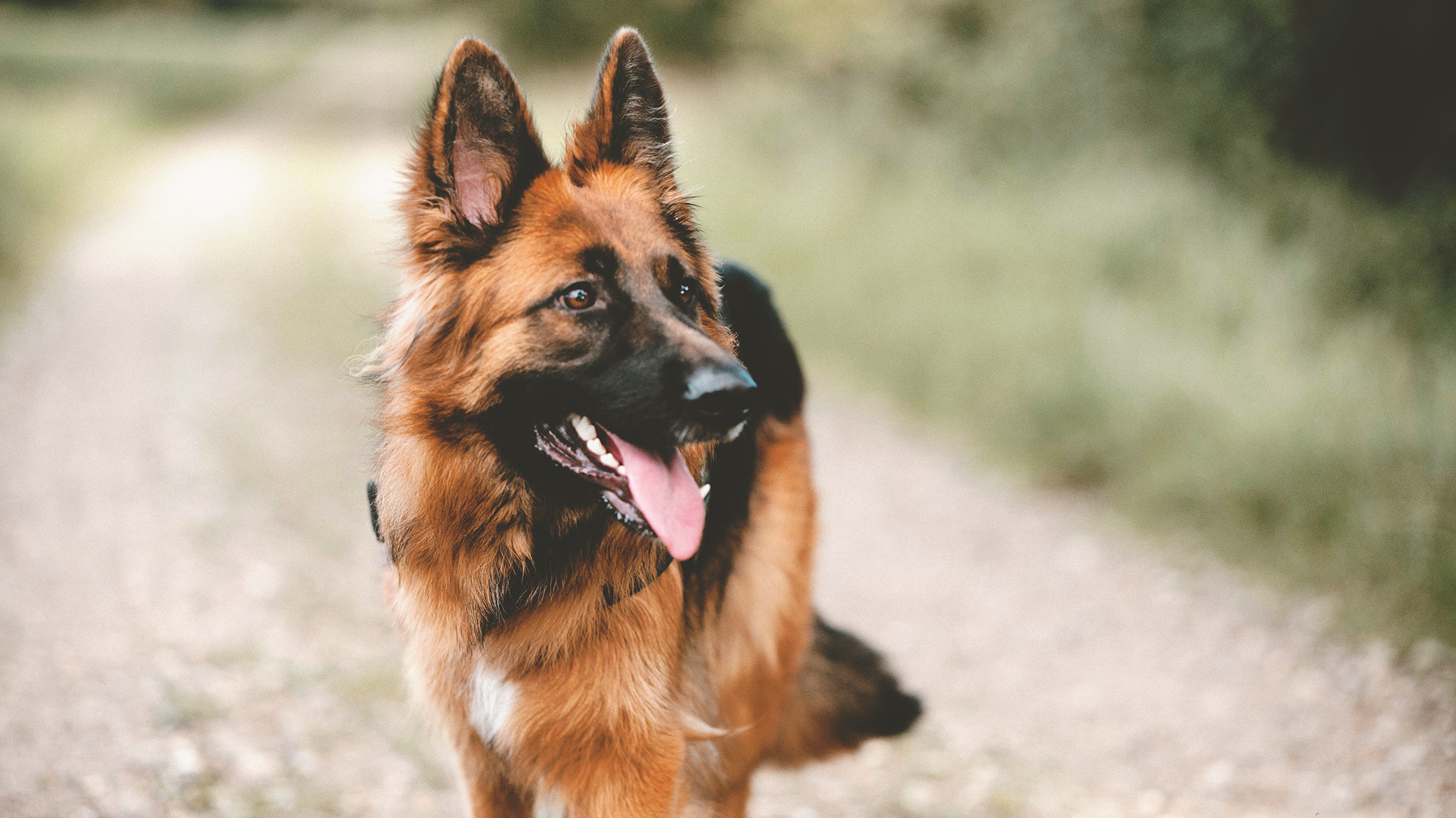 Son una de las razas caninas más brillantes que no solo han servido a la fuerza, sino que también han ayudado como compañeros de asistencia médica e incluso como perros de terapia (Shutterstock.com)