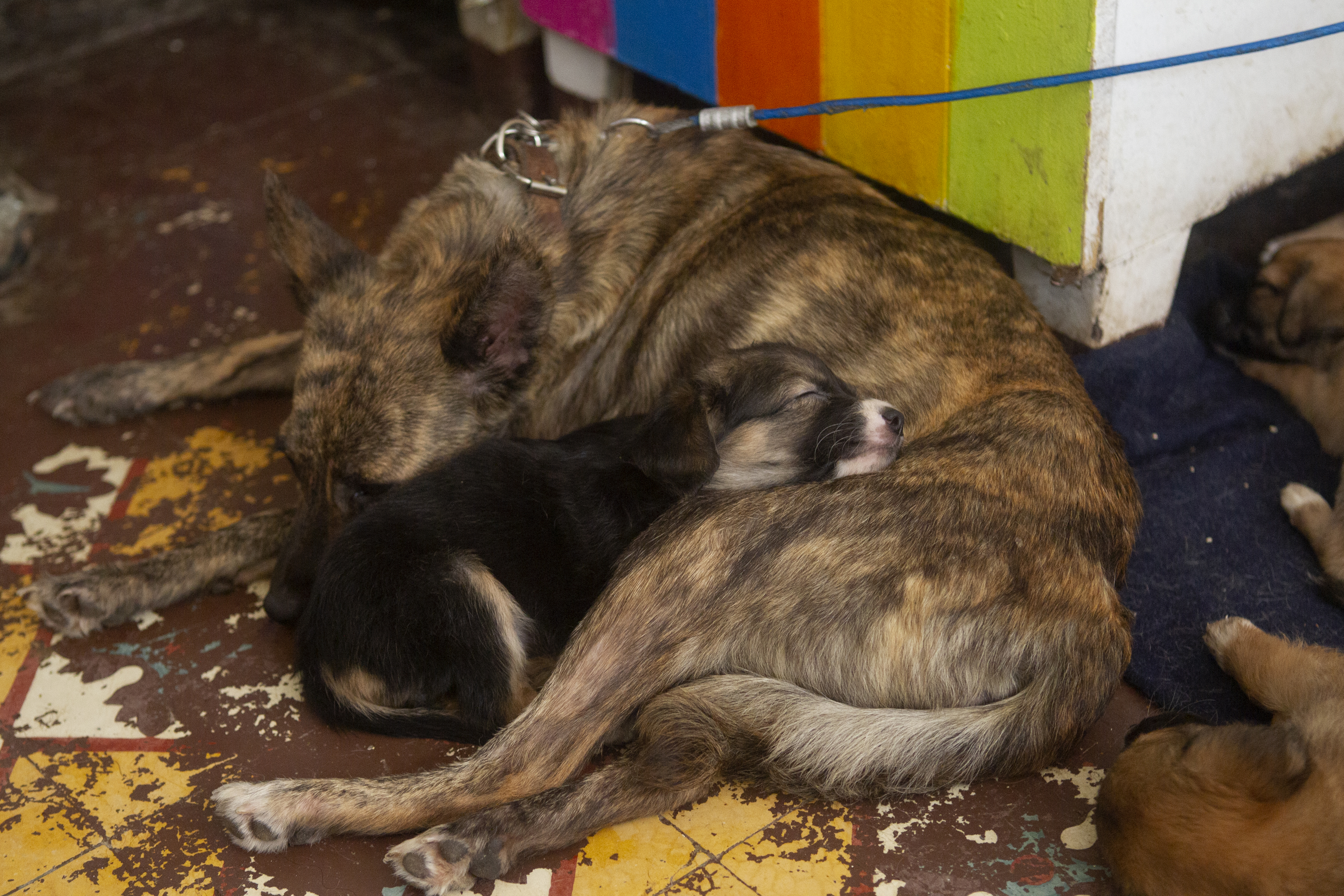 Madre a lado de su cachorro rescatados en Adopta Amor, albergue dedicado al rescate de perros y gatos. Ciudad de México, mayo 28, 2021.Foto: Karina Hernández / Infobae