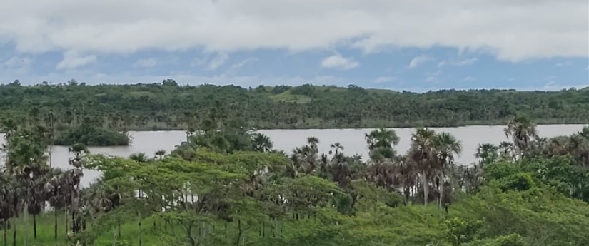 El Ministerio de Ambiente de Colombia entregó a 13 familias más de 12.000 árboles nativos para restaurar los bosques de el Parque Natural Regional Laguna de Lomalinda. Foto: Minambiente