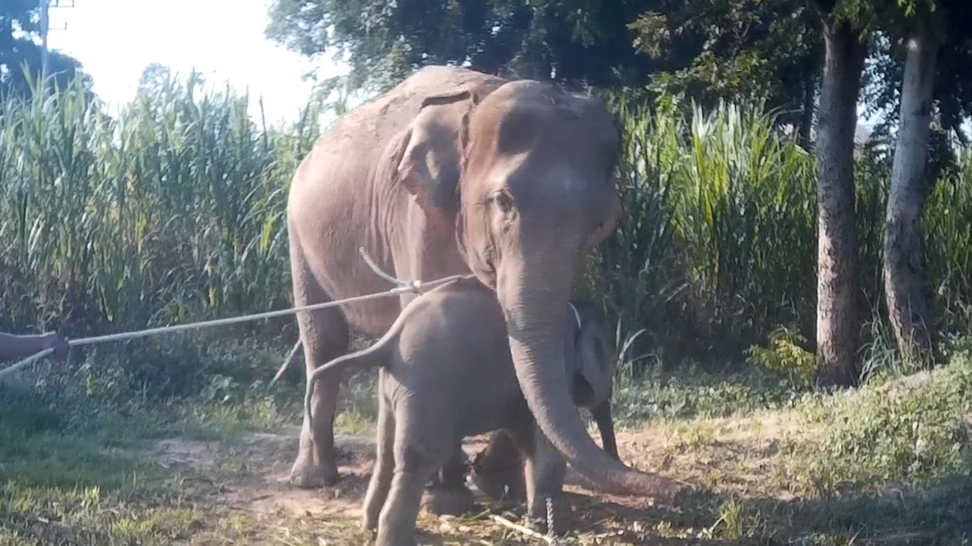 El momento en que la cría es separada de su madre para ser llevada a un campamento de elefantes en Tailandia. (World Animal Protection)