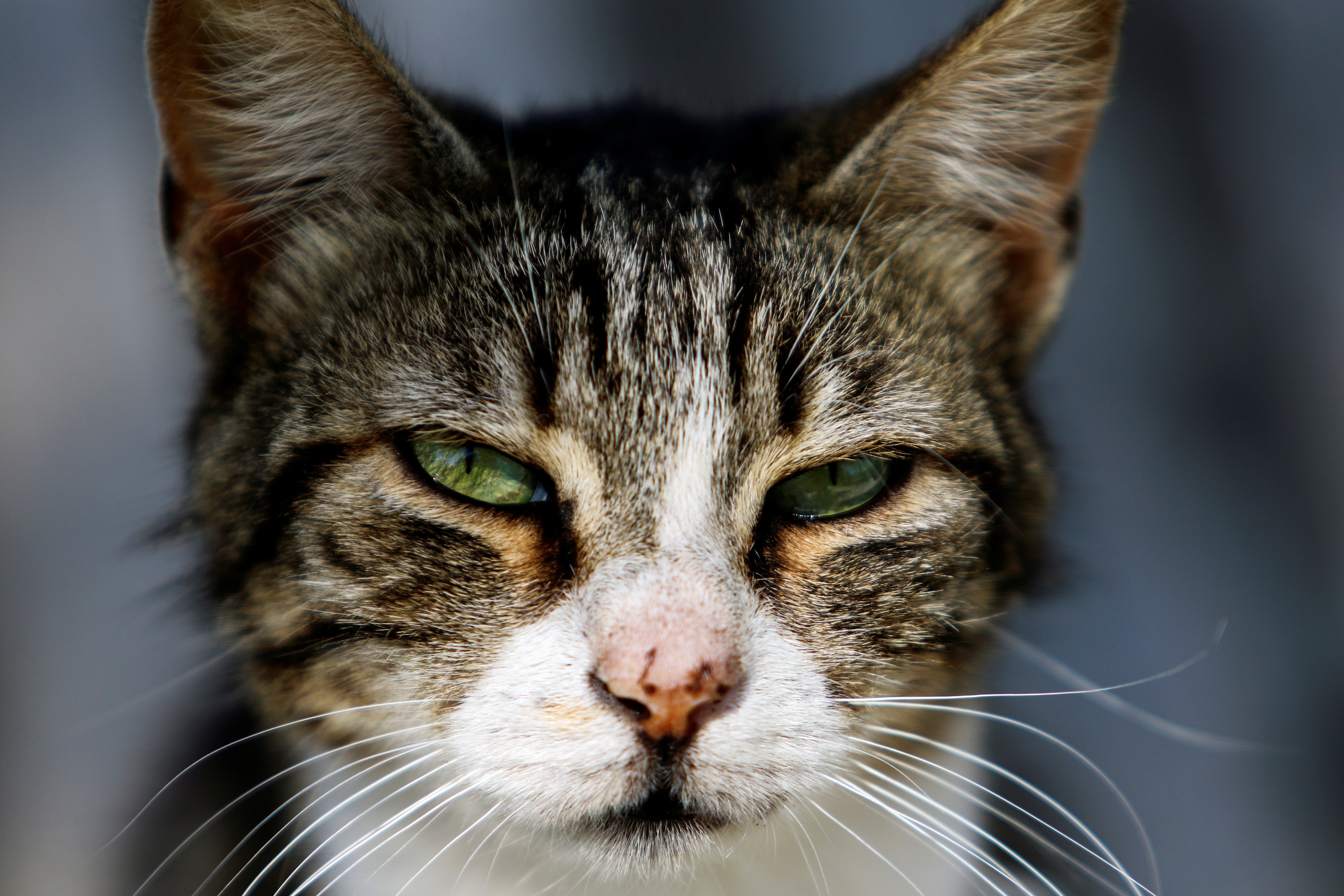 Un estudio genético muestra que el gato montés chino no es un antepasado de los gatos domésticos Infobae