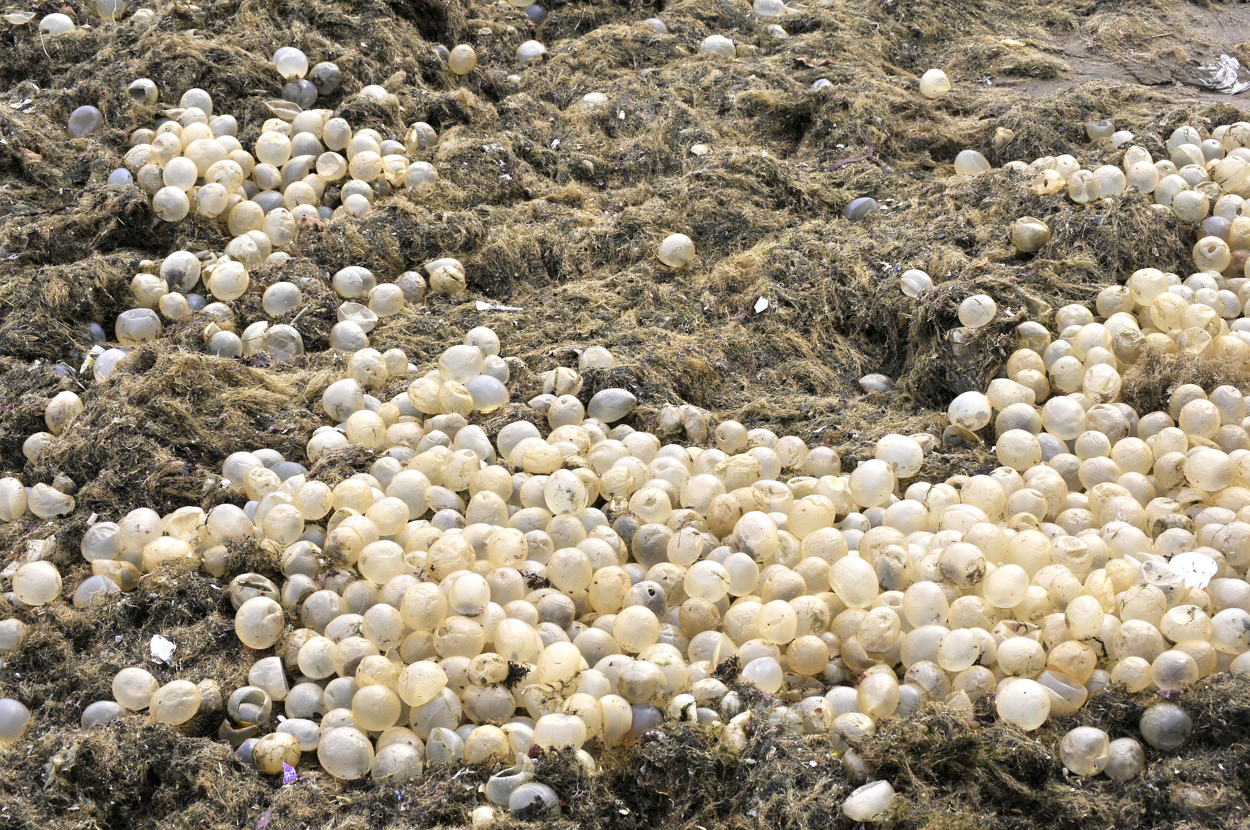 Los huevos transparentes se tratan de ovicápsulas que pueden desarrollar hasta 30 embriones de caracoles (Fotos: Télam)