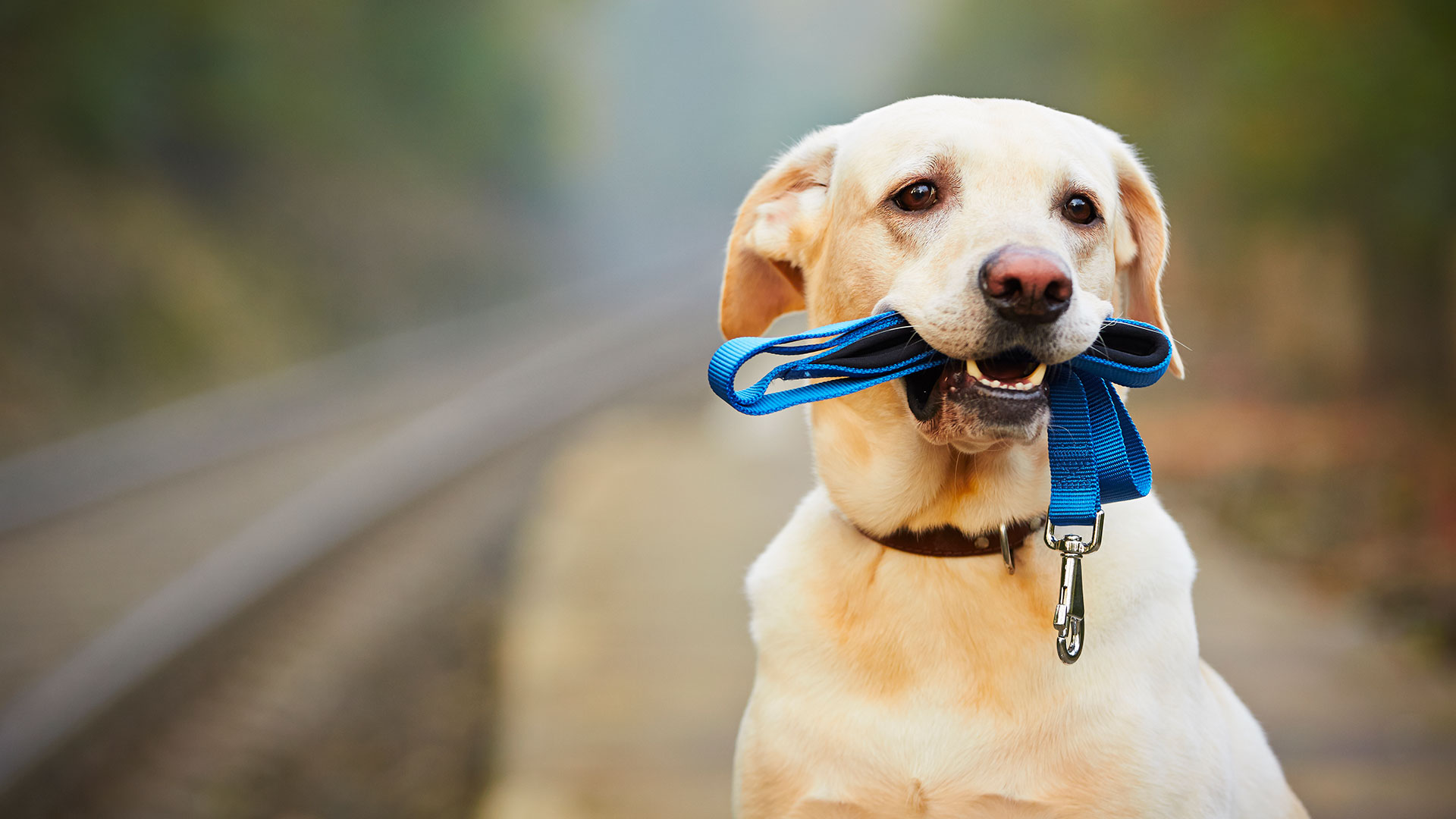 El profesional enumeró a los perros más inteligentes después de encuestar y consultar a más de 200 jueces de obediencia canina (Shutterstock)