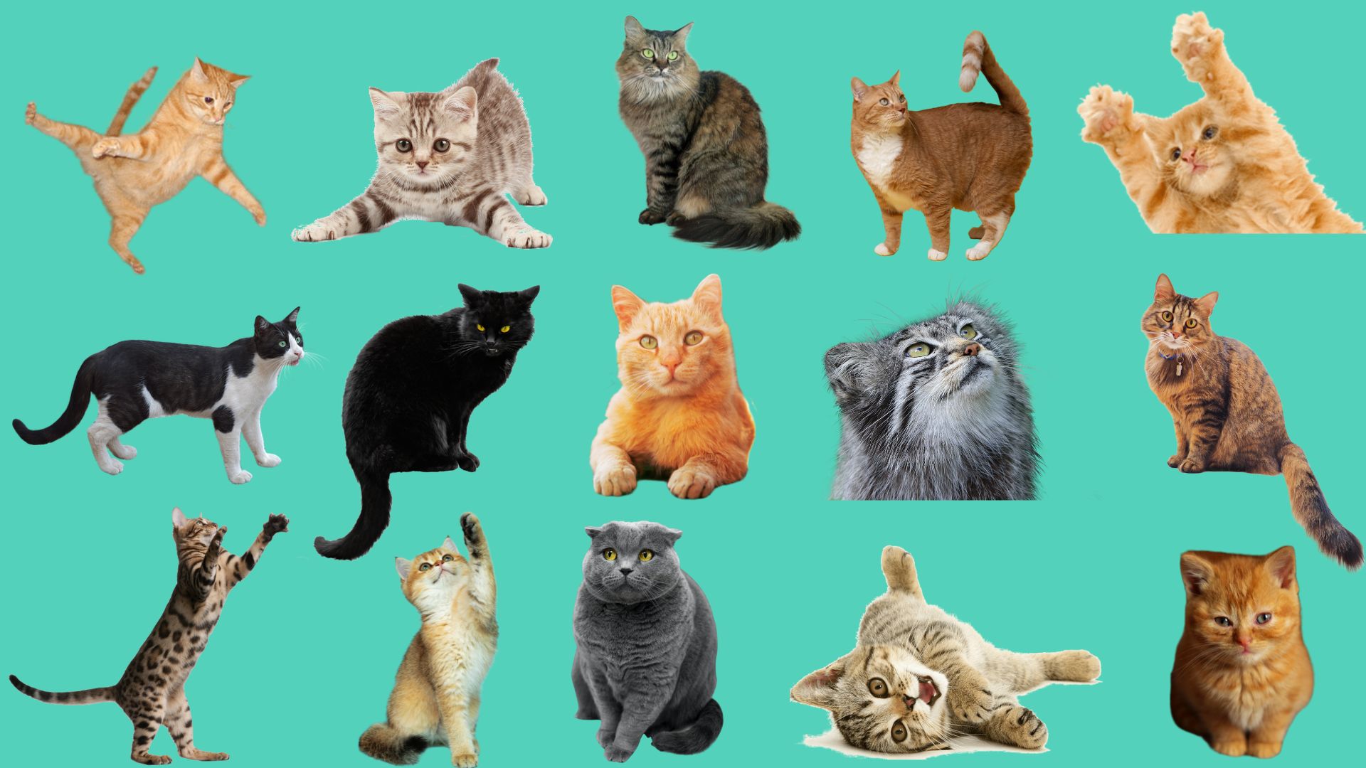 Día Internacional del Gato: ¿cuál es el origen esta celebración y por qué se da 3 veces al - Infobae